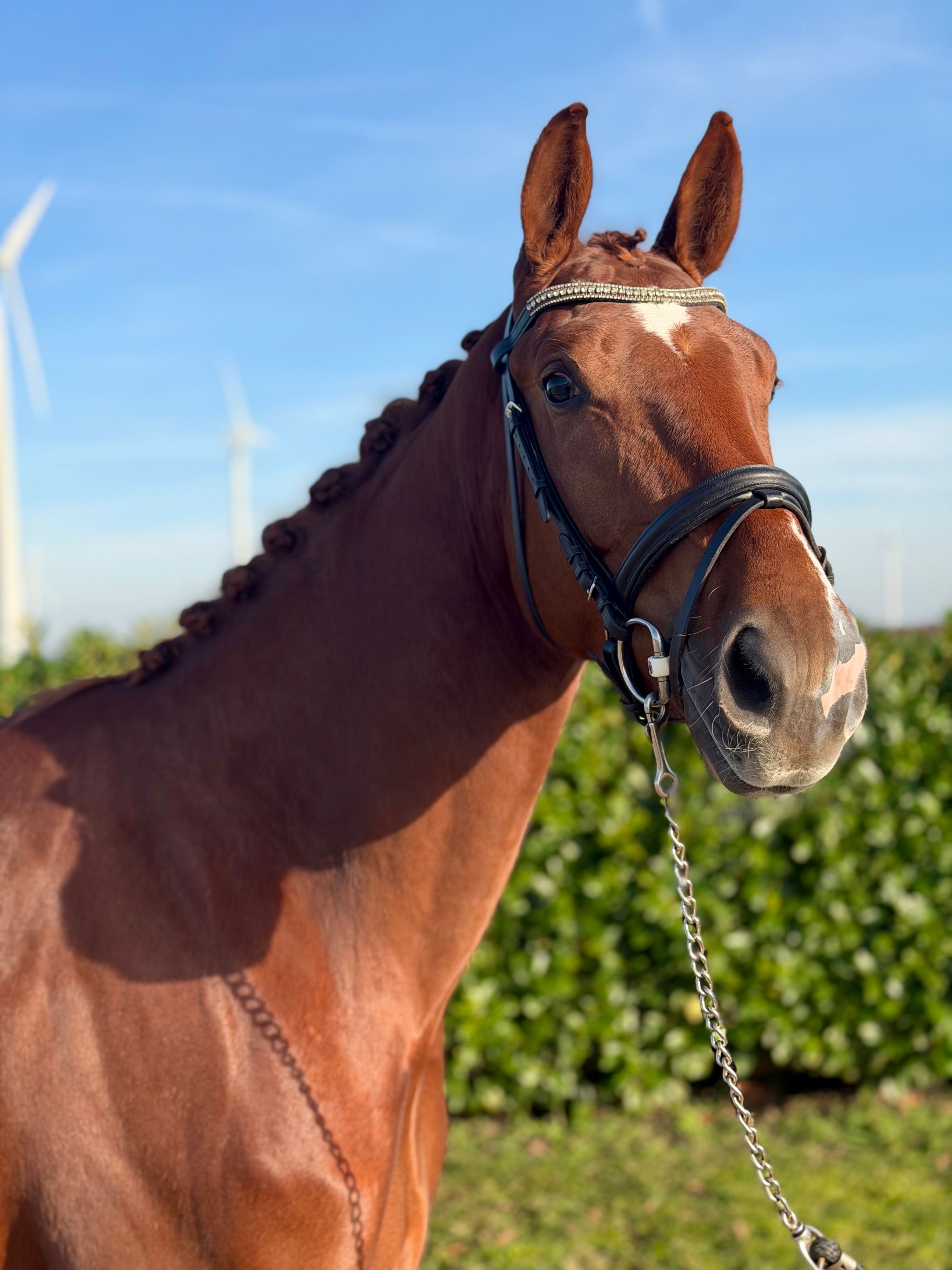 KWPN dressuurpaard Merrie 4 jaar Vos te koop - Foto 2