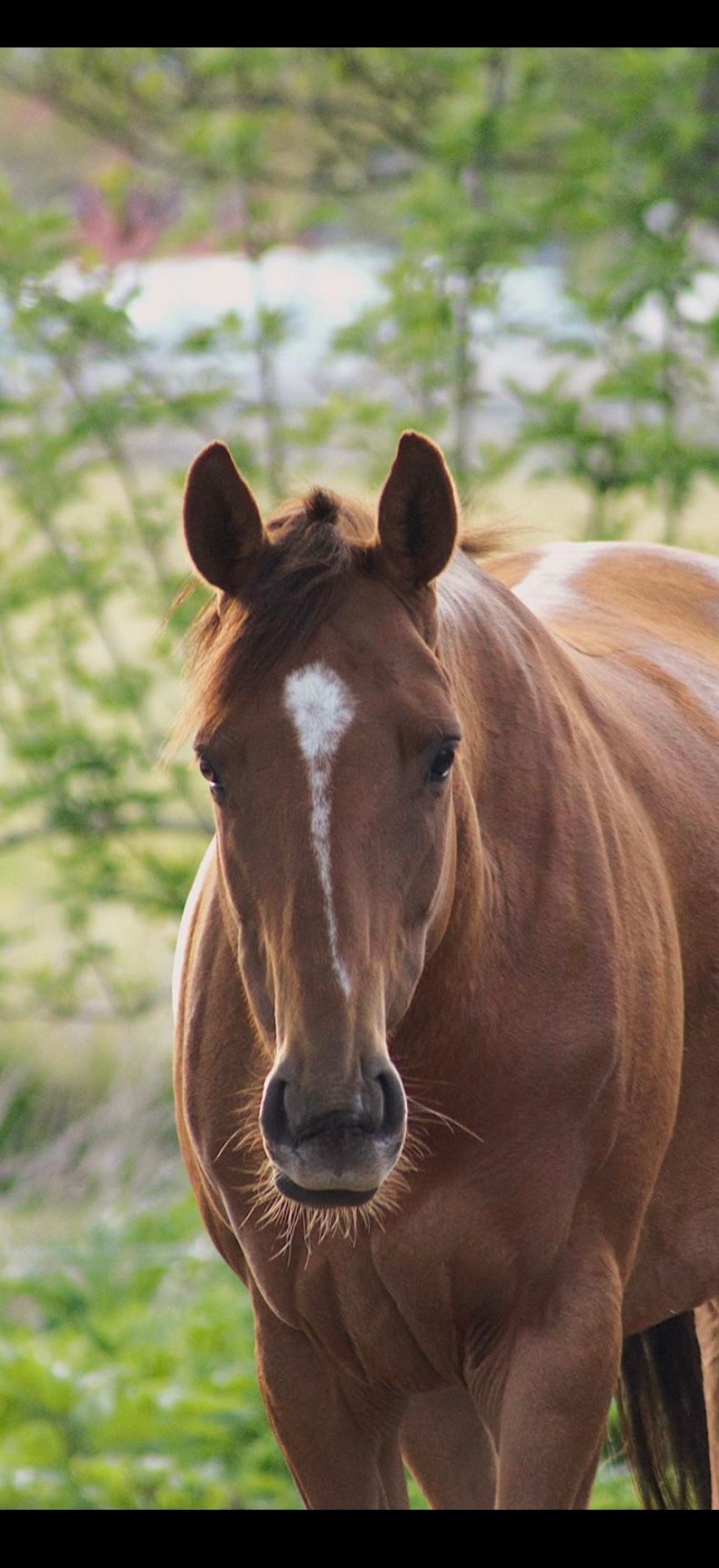 irish allround-pony merrie 9 歳 vos 売り出し中 - 写真 3