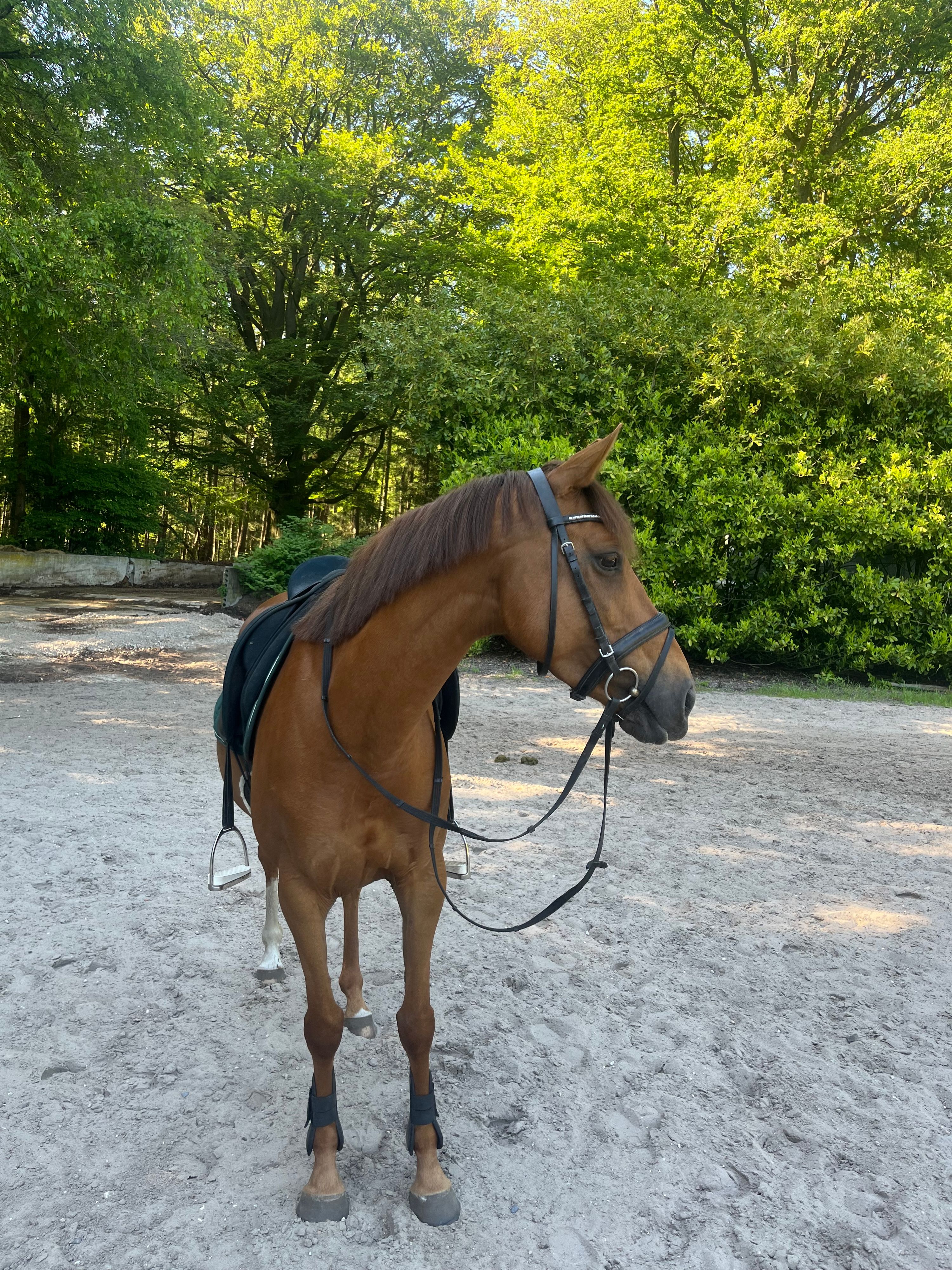 irish allround-pony merrie 9 歳 vos 売り出し中 - 写真 4