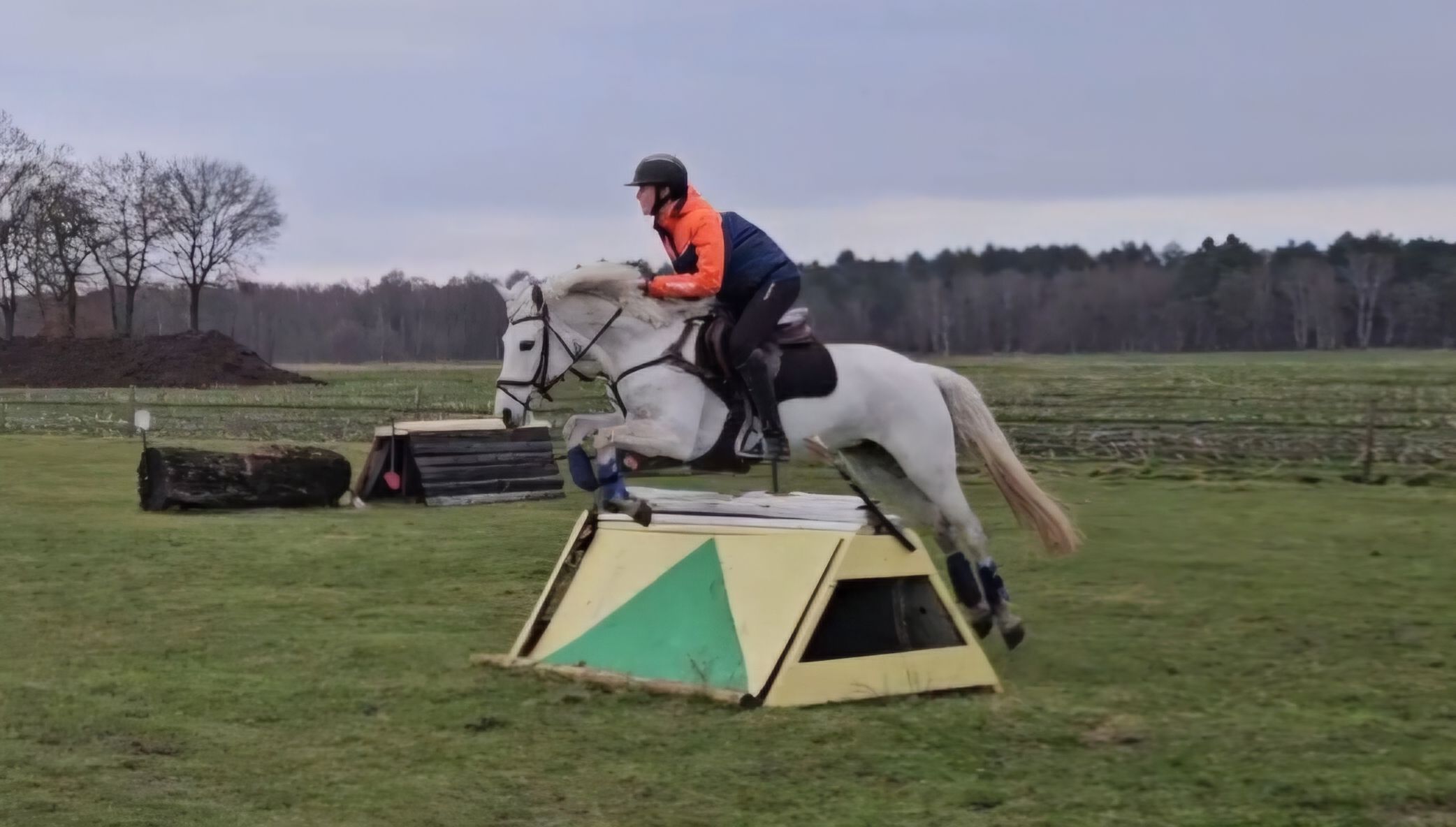 connemara eventingpony Merrie 8 år schimmel till salu - Foto 4
