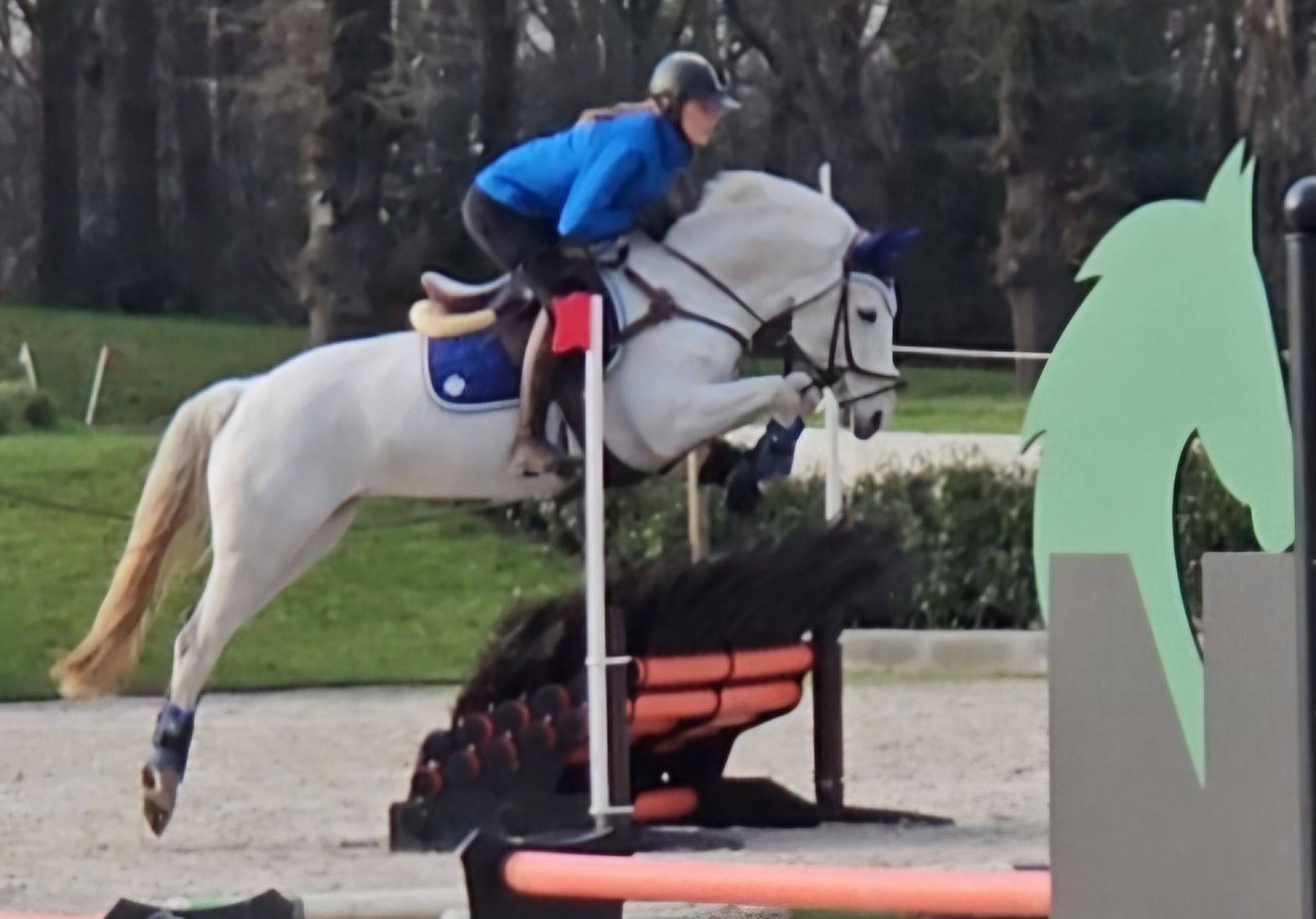 connemara eventingpony Merrie 8 år schimmel till salu - Foto 5