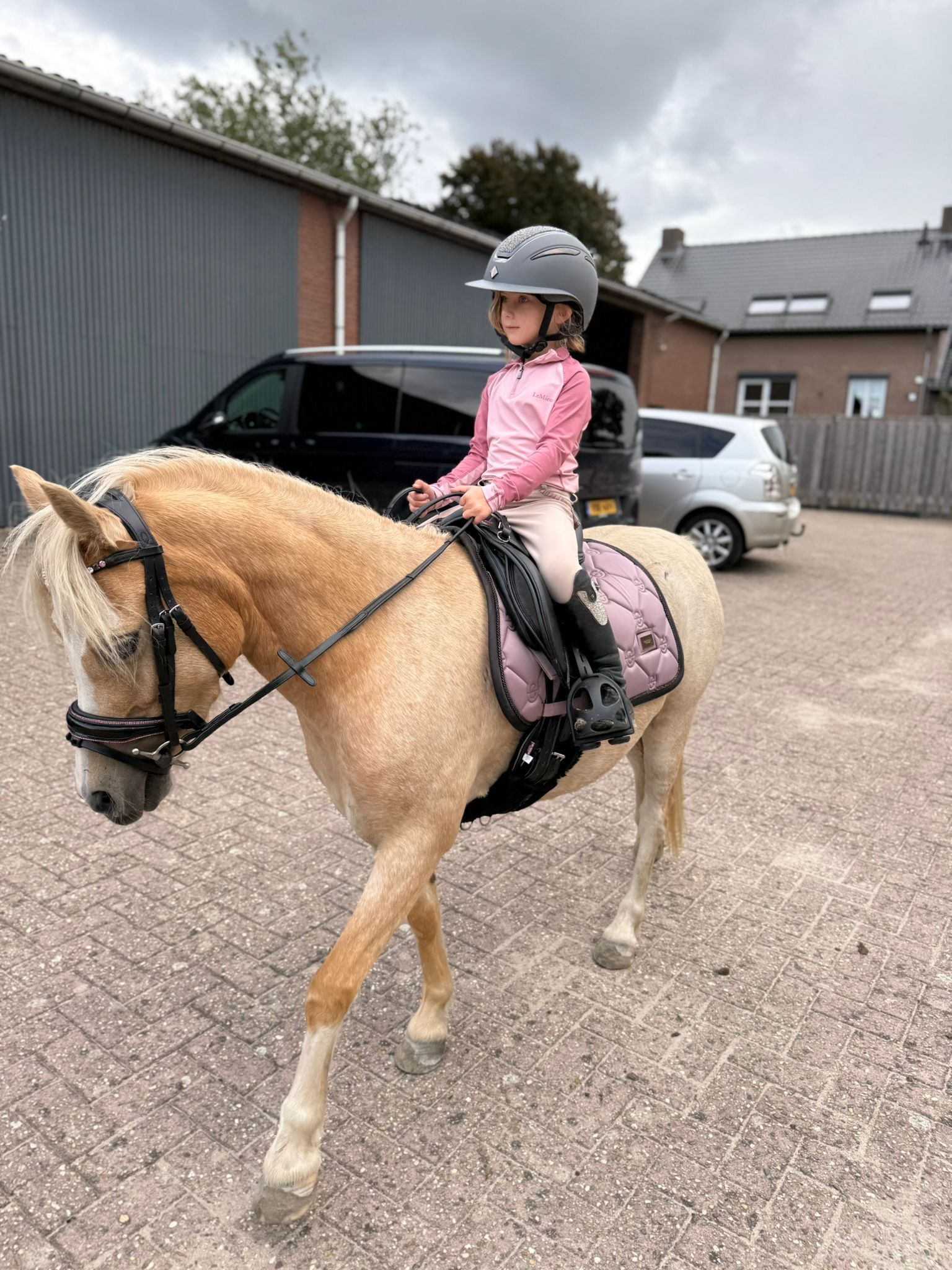 Douce Ponette de Concours Palomino (5 ans)