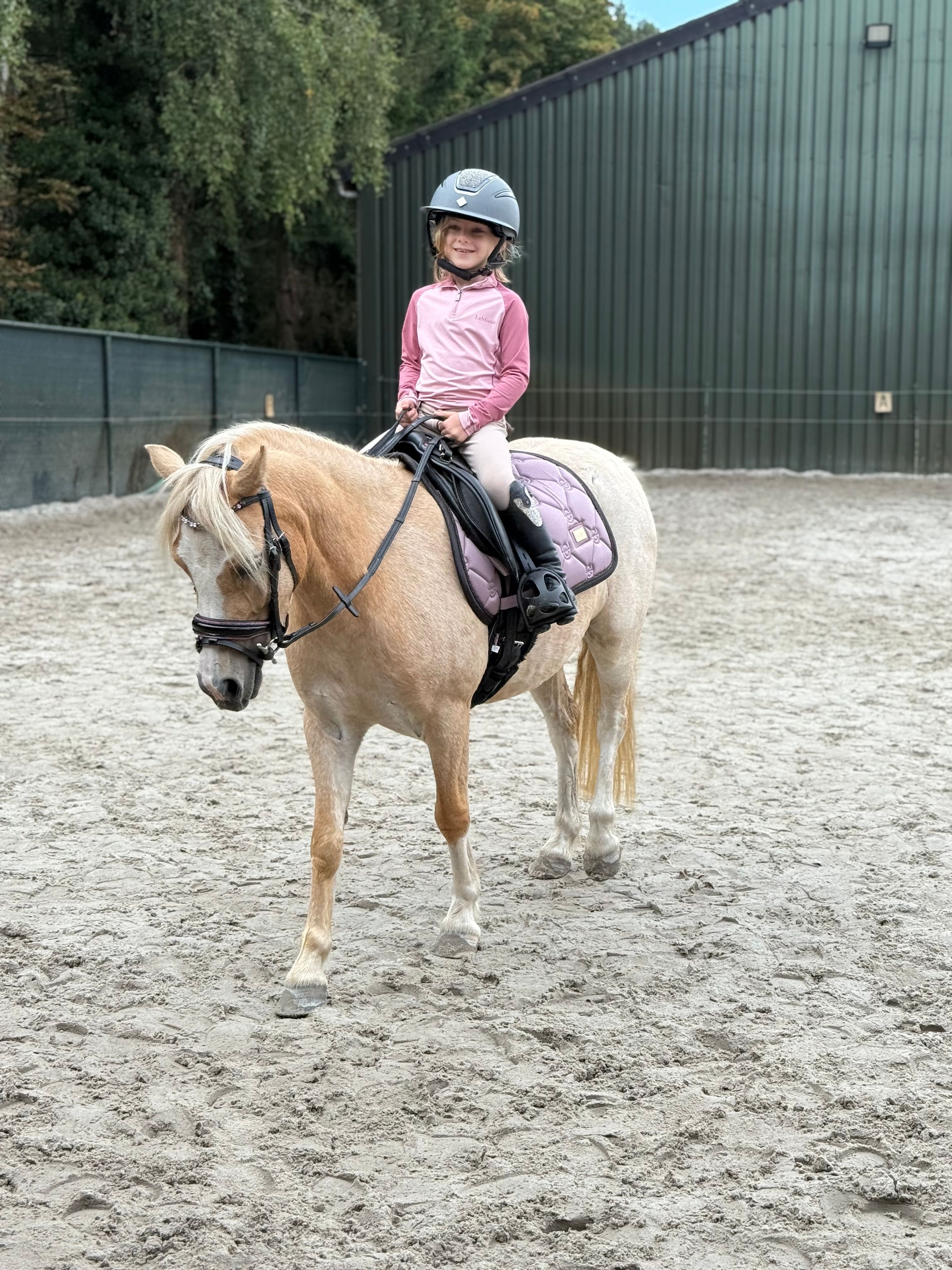 welsh pony merrie 5 años palomino en venta - Foto 3