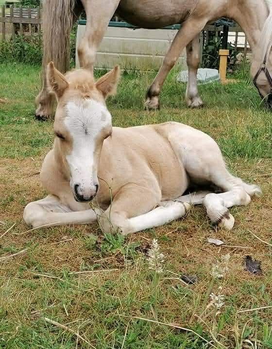 welsh pony merrie 5 años palomino en venta - Foto 4