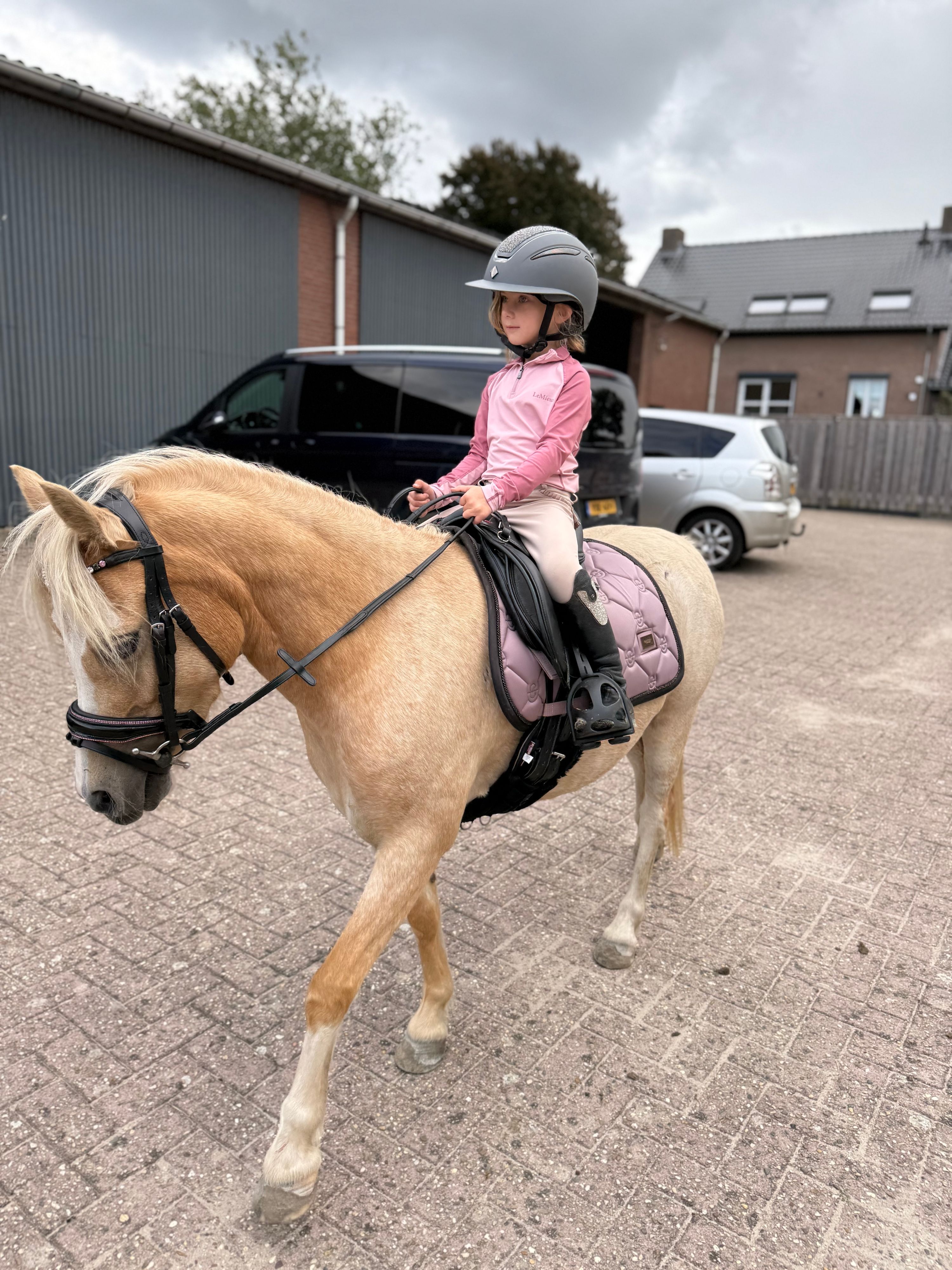welsh pony merrie 5 años palomino en venta - Foto 2