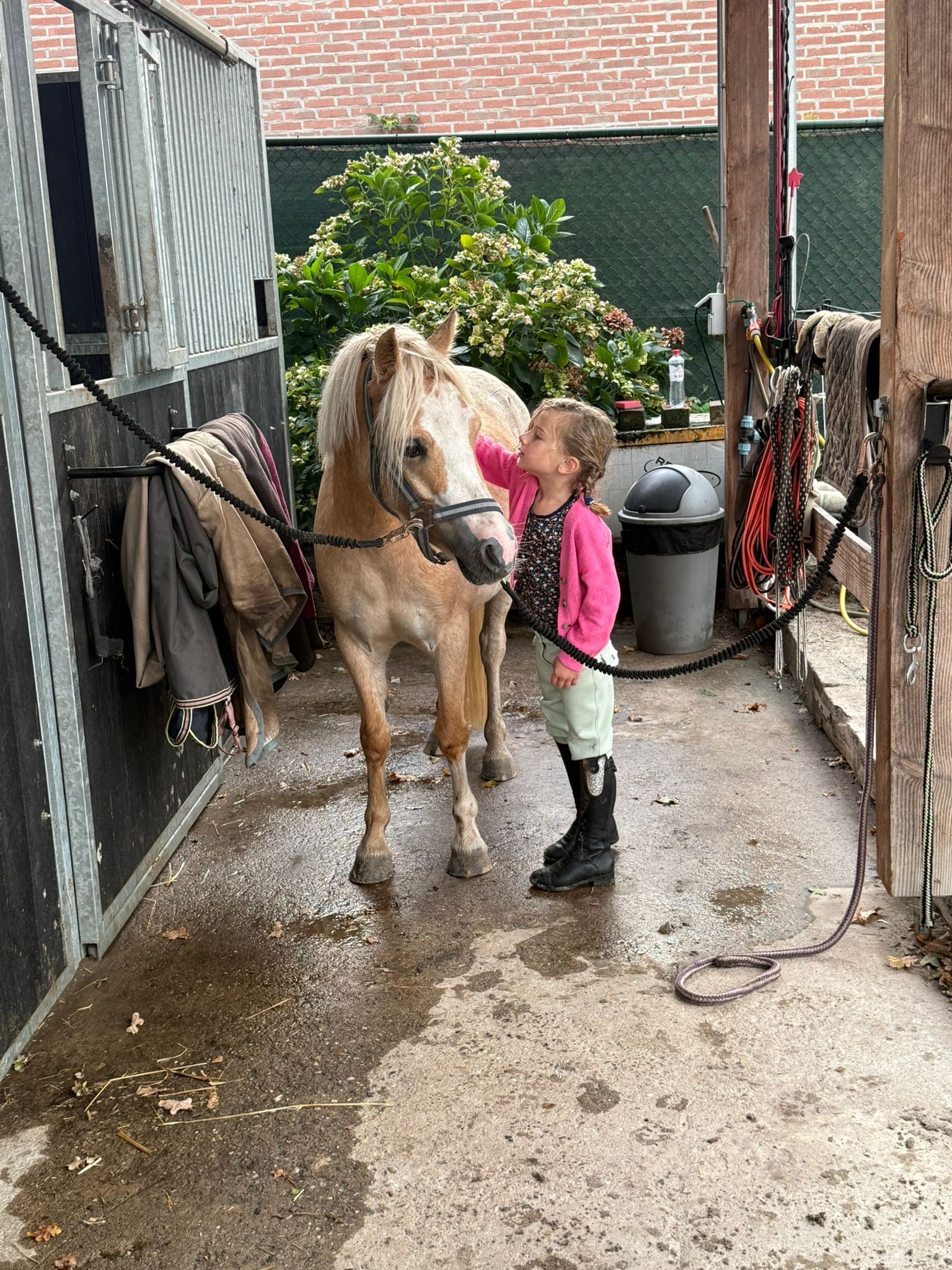 welsh pony merrie 5 años palomino en venta - Foto 6