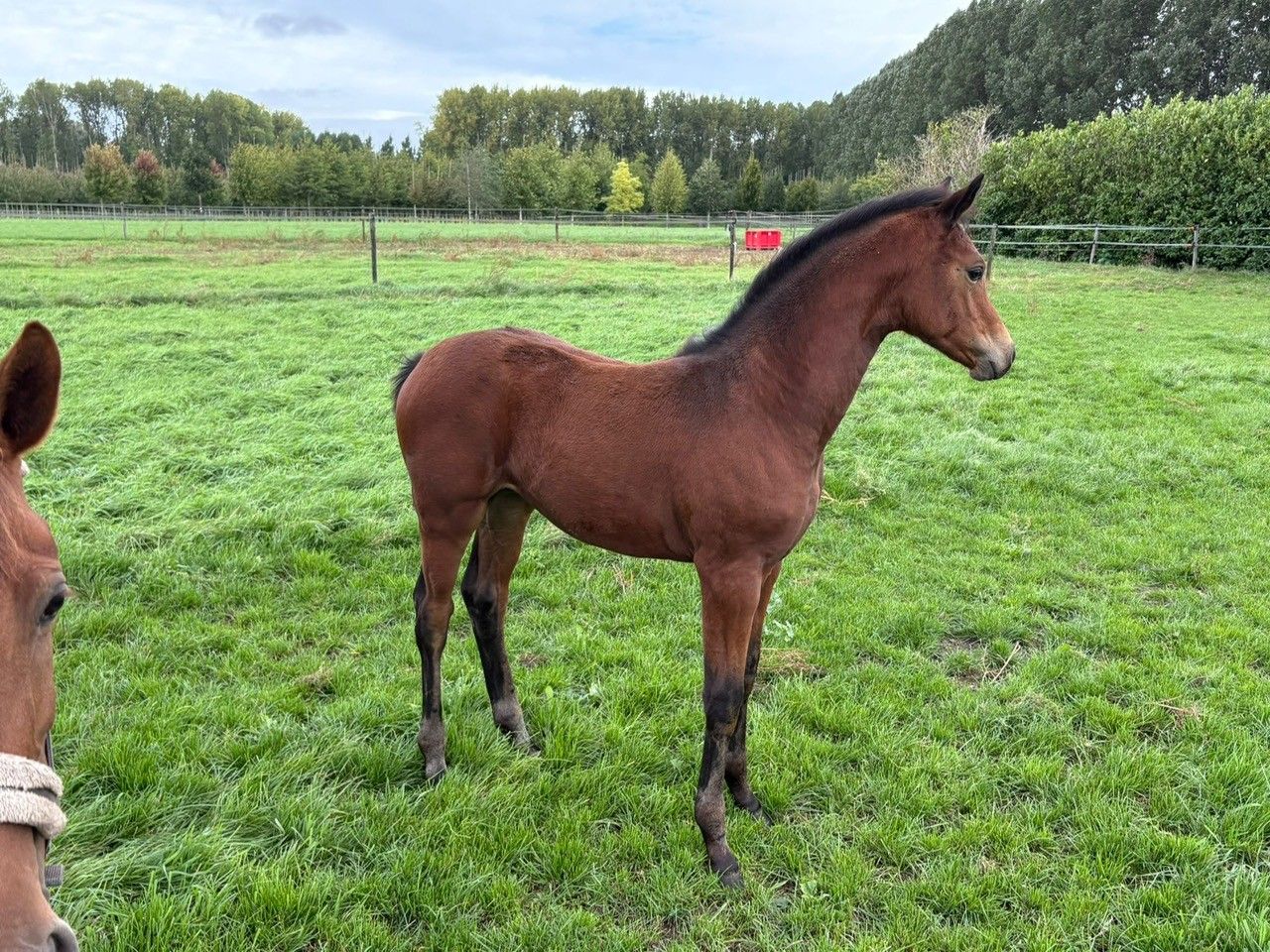 kwpn dressuurpaard merrie 1 years old donkerbruin for sale - Photo 2