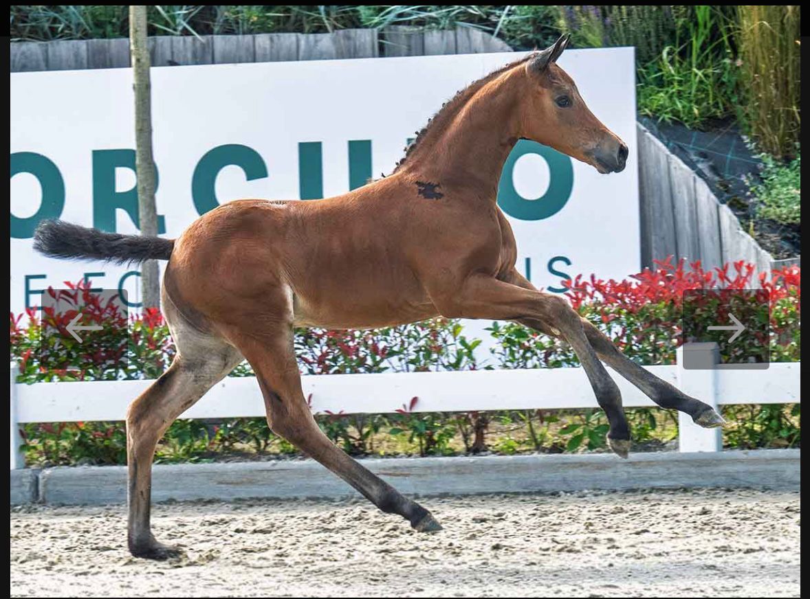 kwpn dressuurpaard merrie 1 years old donkerbruin for sale - Photo 3