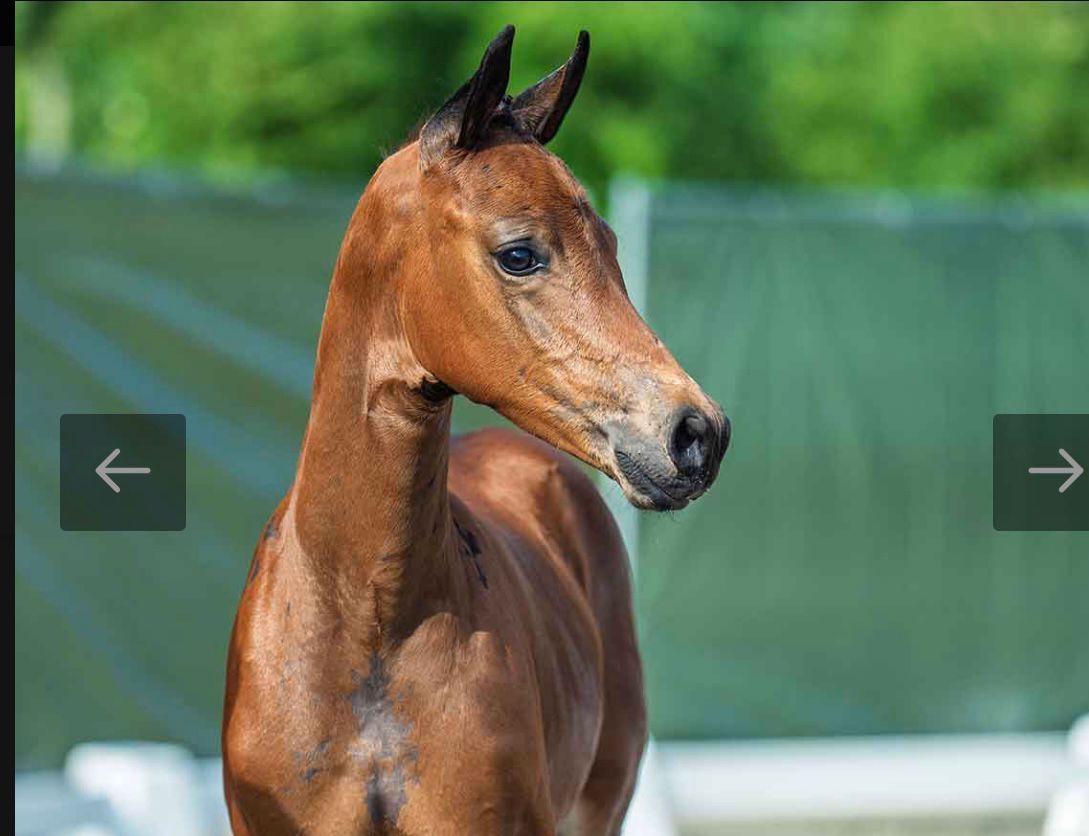 kwpn dressuurpaard merrie 1 years old donkerbruin for sale - Main photo