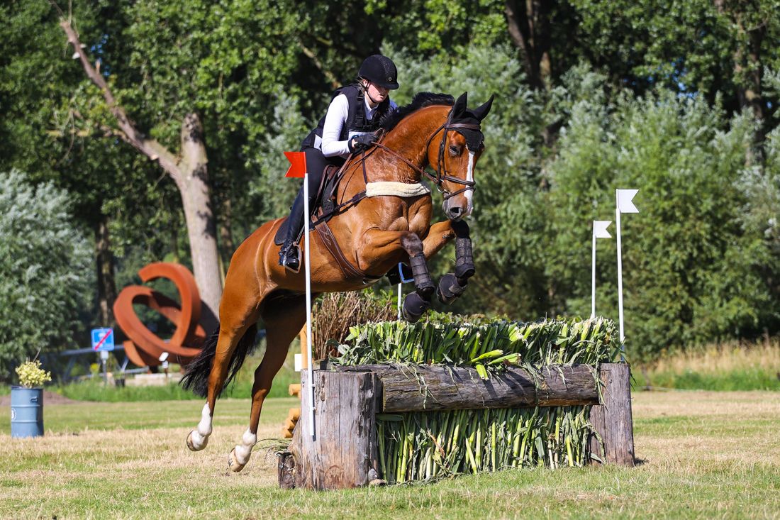 Talented eventing horse (Talentvol eventingpaard)