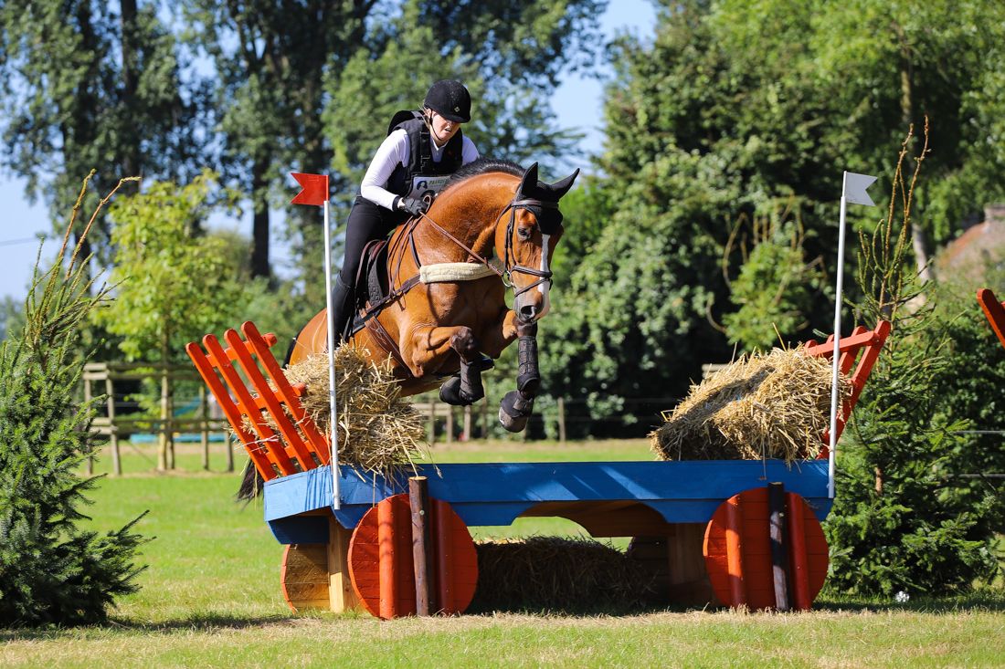 zangersheide eventingpaard ruin 9 years old donkerbruin for sale - Photo 2