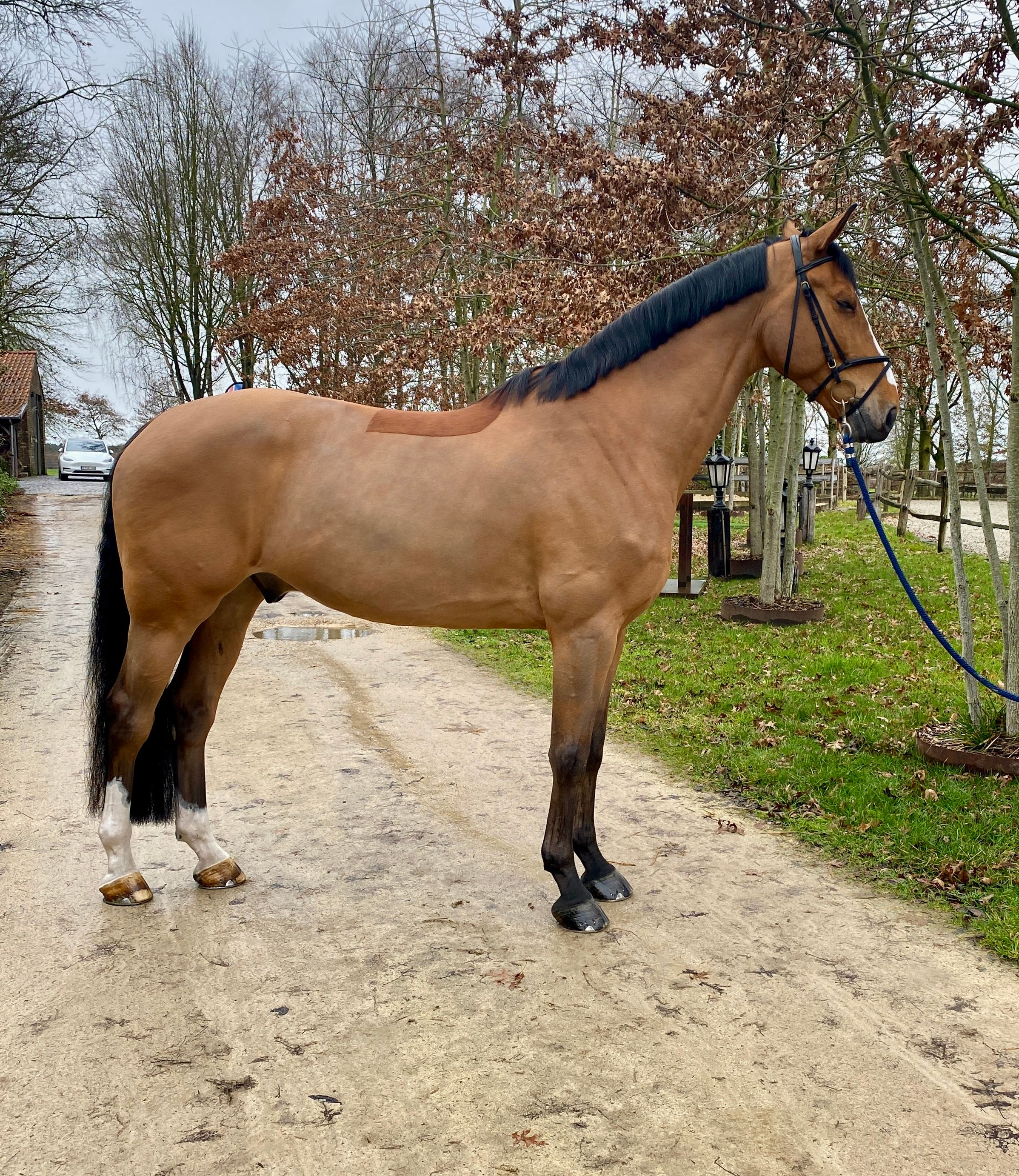 zangersheide eventingpaard ruin 9 years old donkerbruin for sale - Photo 3