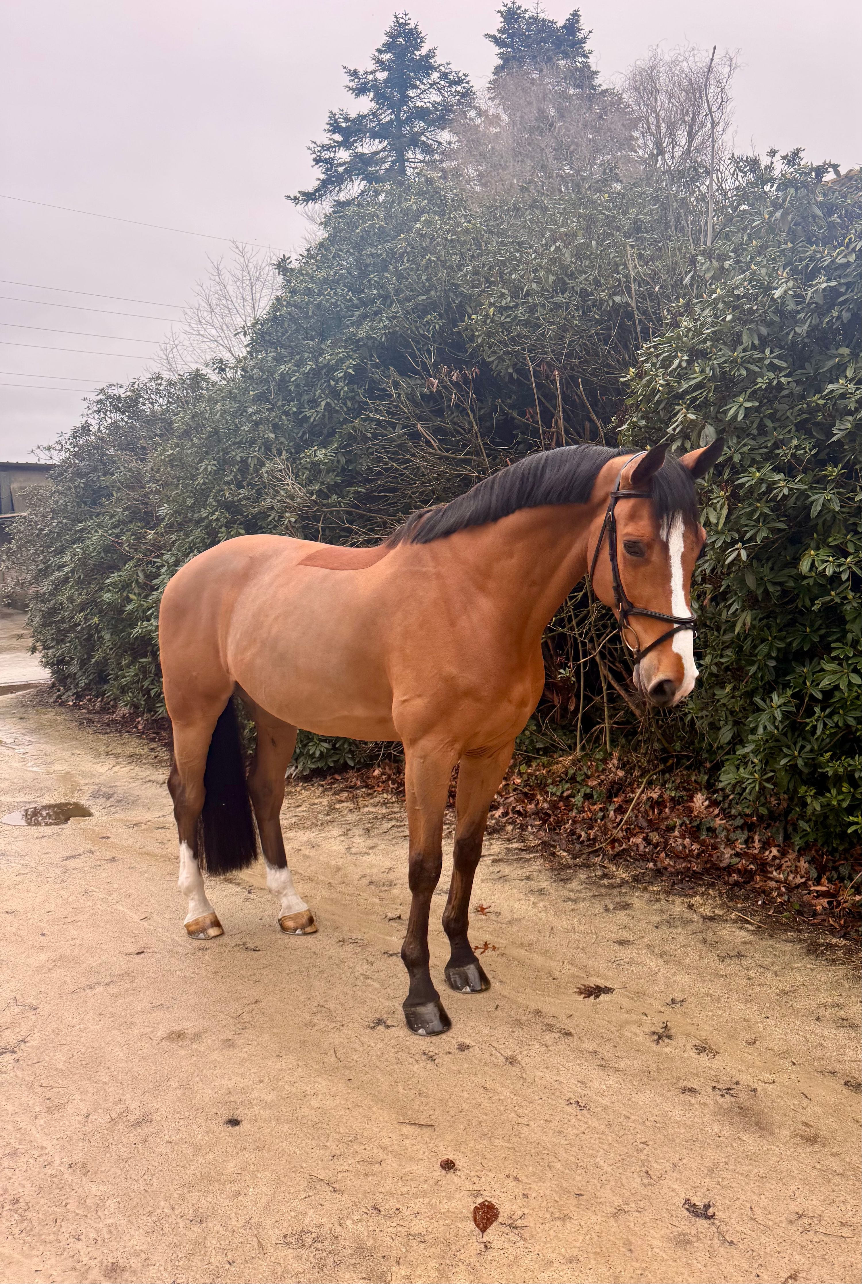 zangersheide eventingpaard ruin 9 years old donkerbruin for sale - Photo 4