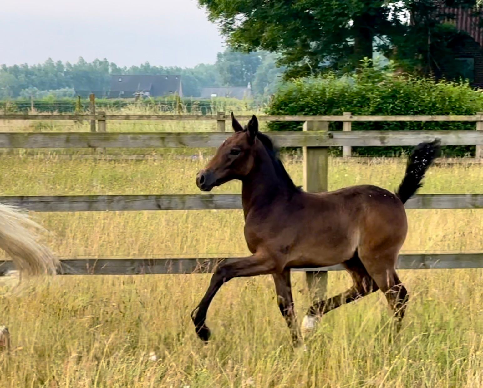 anglo-europees dressuurpaard merrie 3 years old schimmel for sale - Main photo