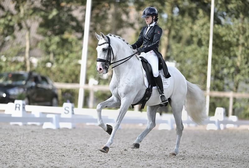 anglo-europees dressuurpaard merrie 3 years old schimmel for sale - Photo 4