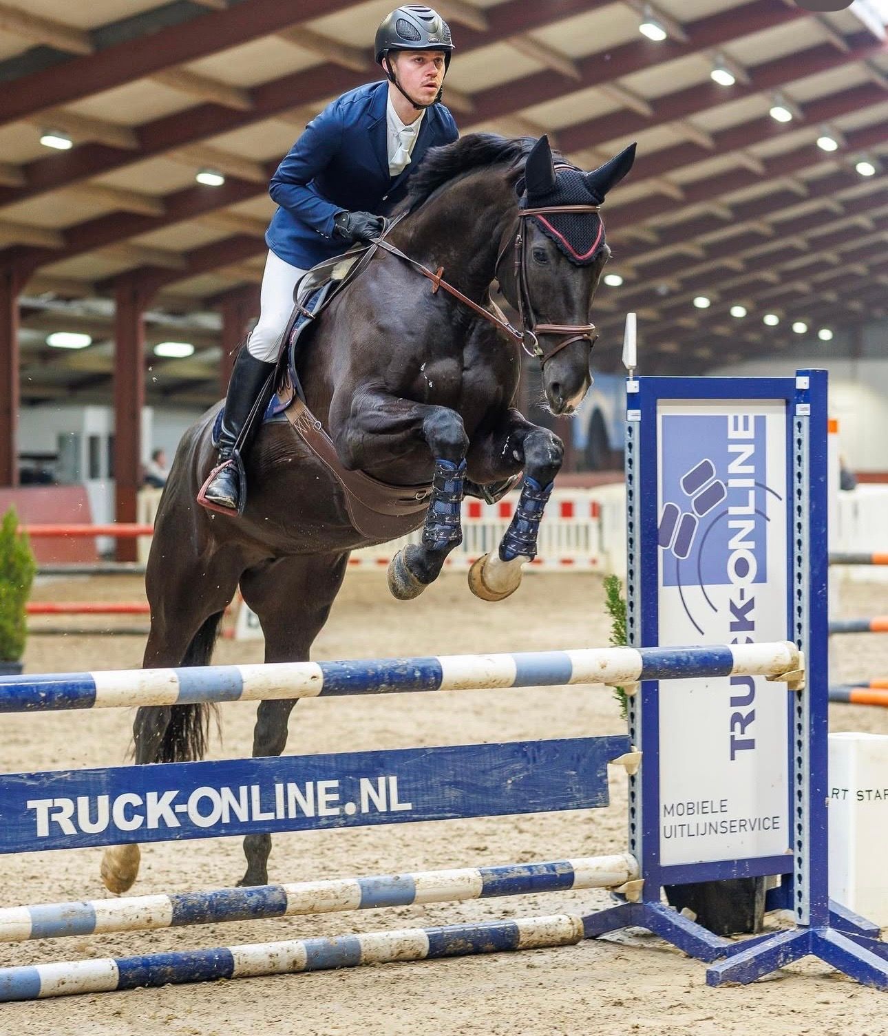oldenburg recreatie-paard merrie 16 years old zwart for sale - Photo 2