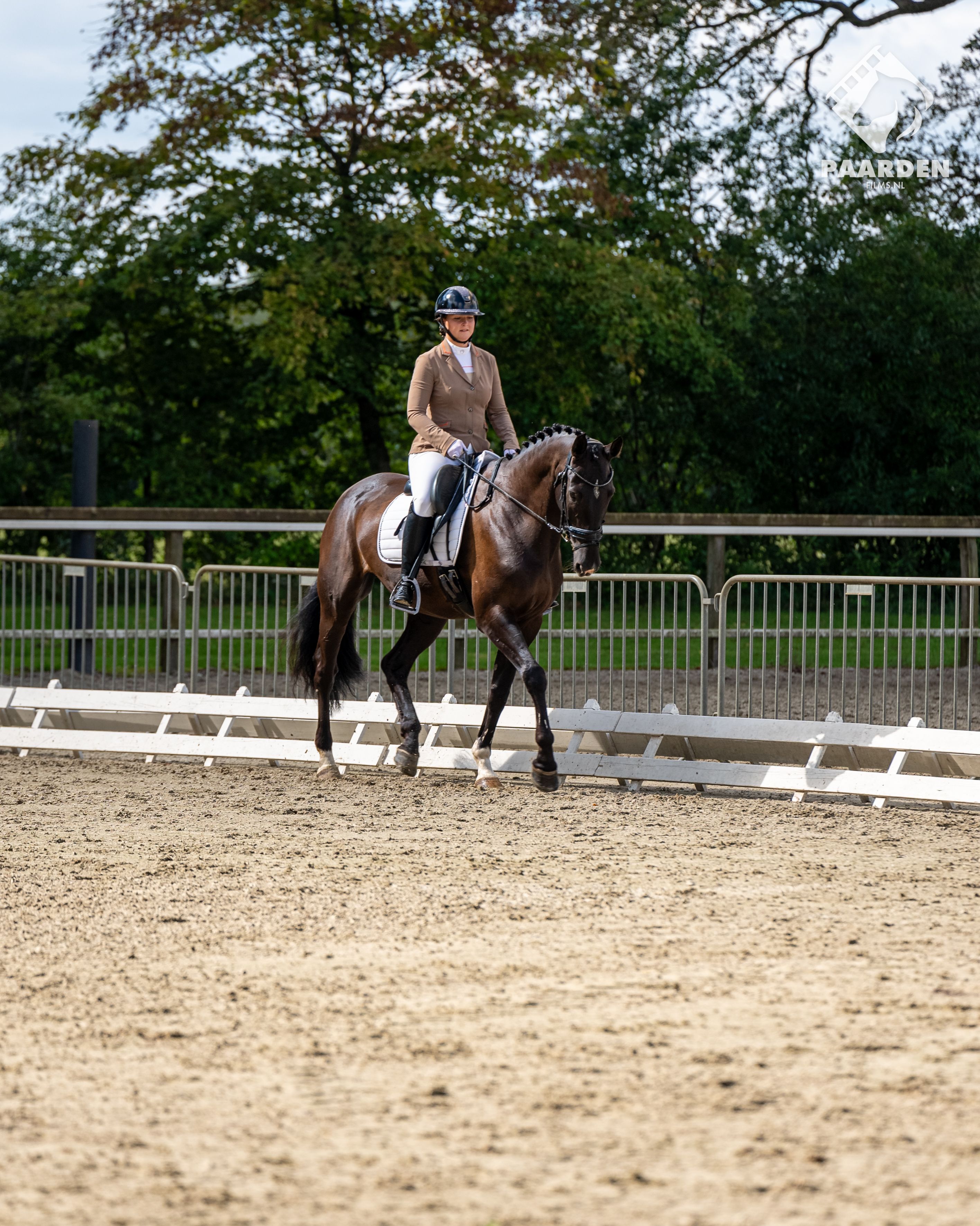 oldenburg recreatie-paard merrie 16 years old zwart for sale - Photo 4