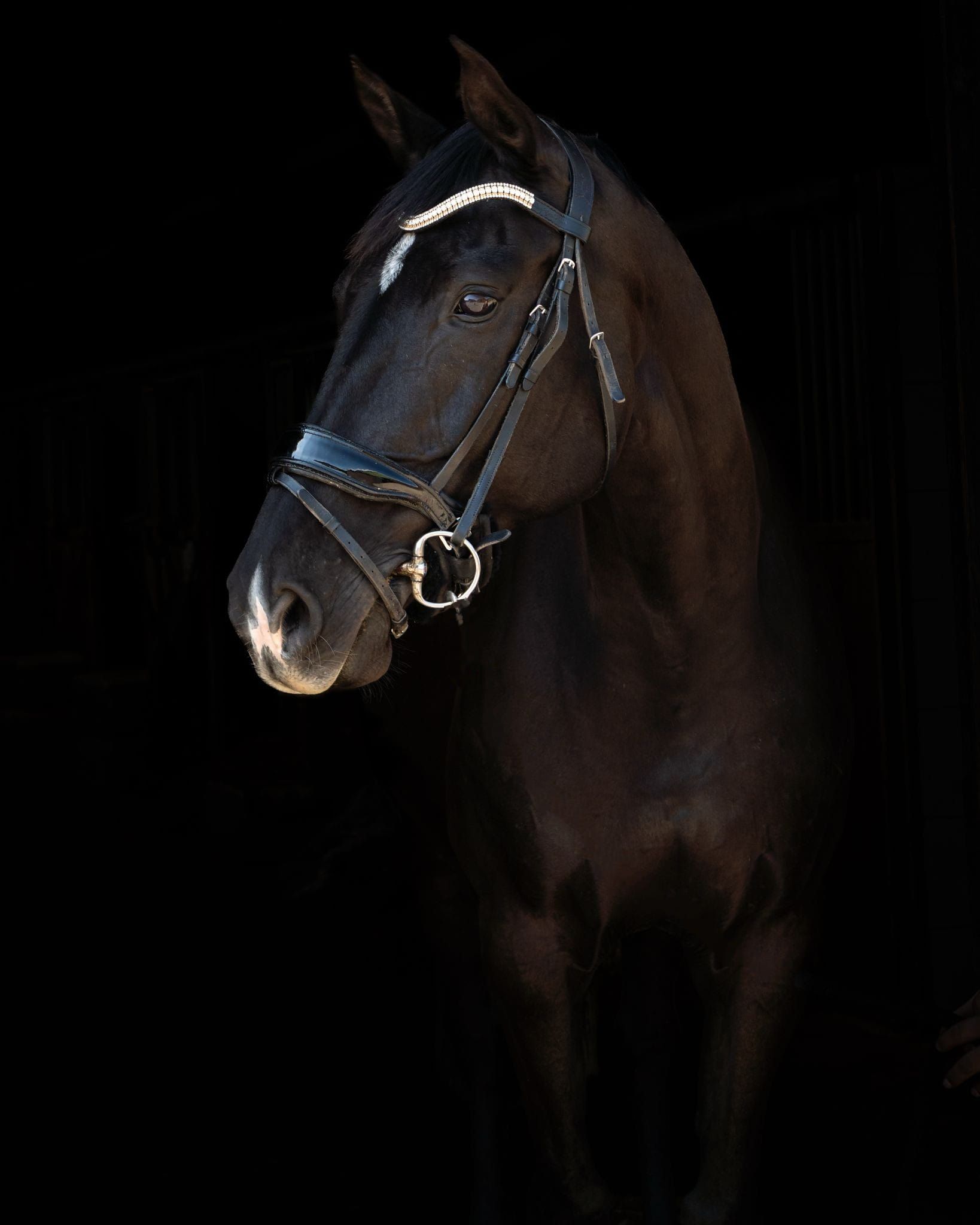 oldenburg recreatie-paard merrie 16 years old zwart for sale - Photo 5