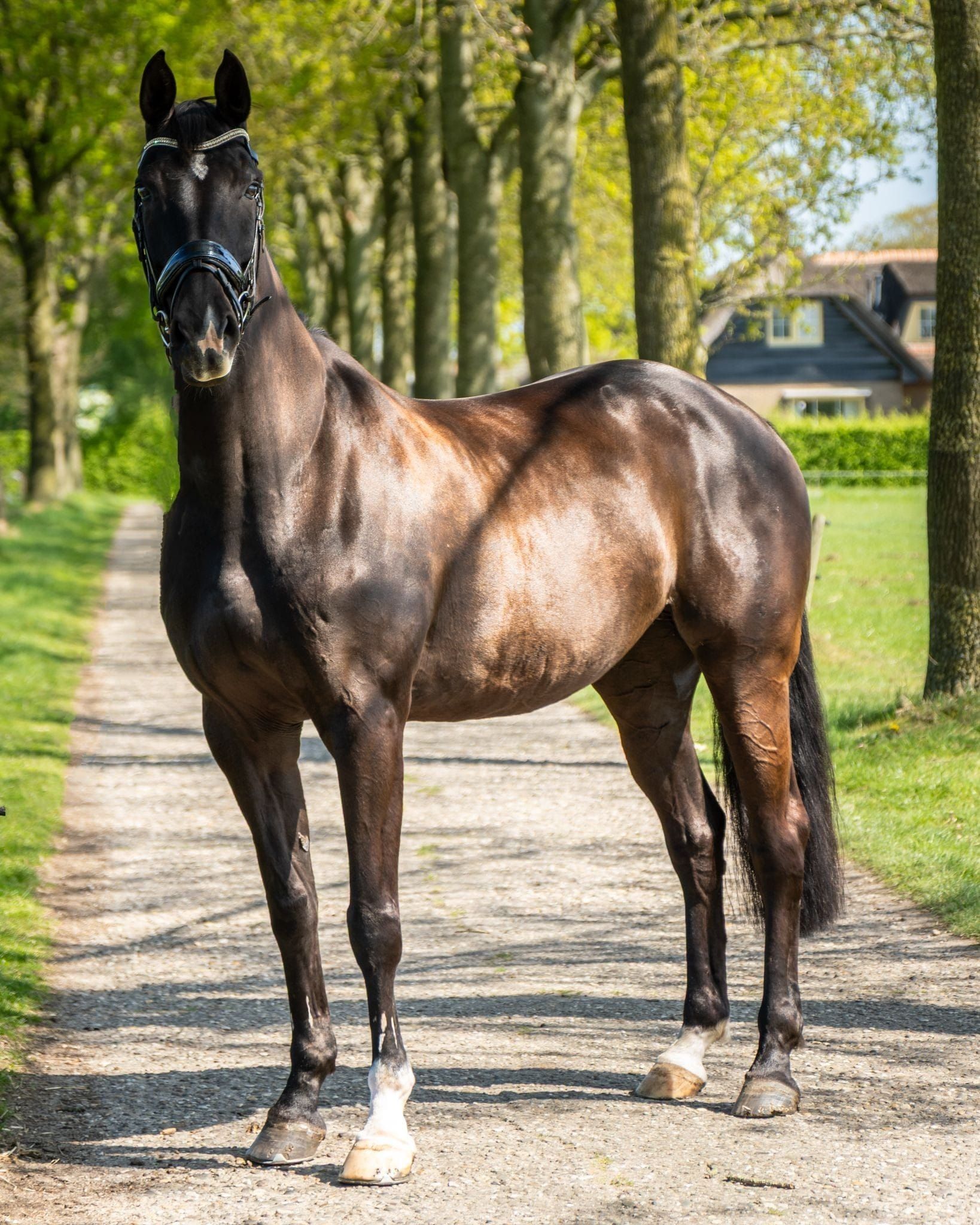 Quality 16-year-old breeding/recreation mare