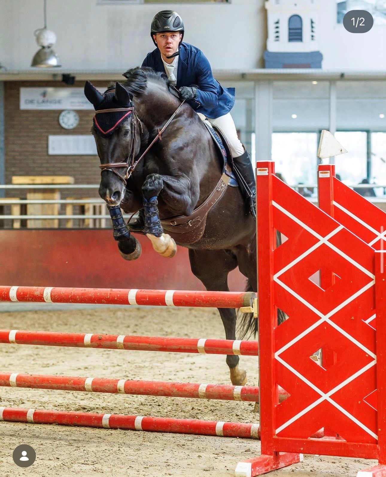 oldenburg recreatie-paard merrie 16 years old zwart for sale - Photo 6