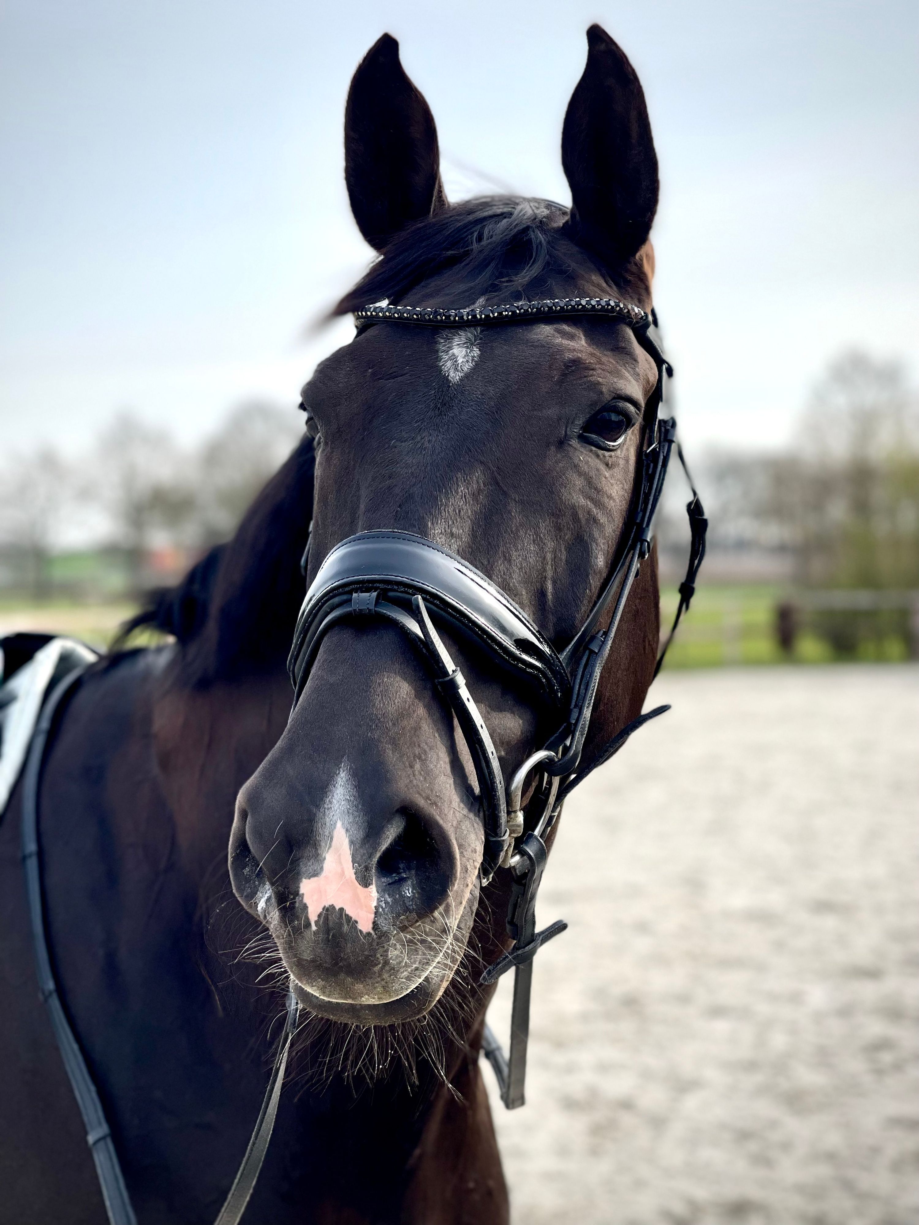 oldenburg recreatie-paard merrie 16 years old zwart for sale - Photo 3