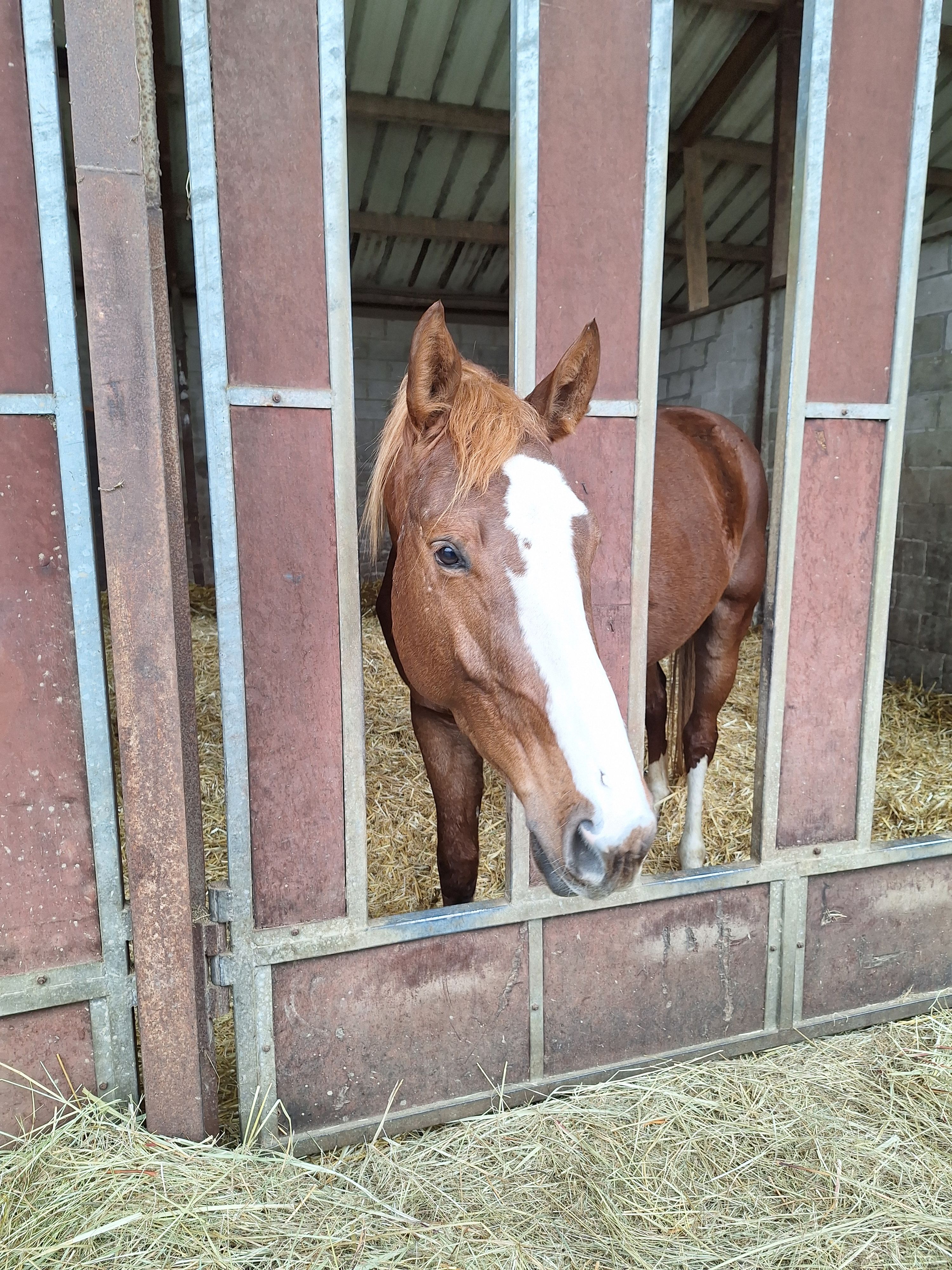 乗馬スポーツ引退のため：4歳牡馬（スタリオン）販売