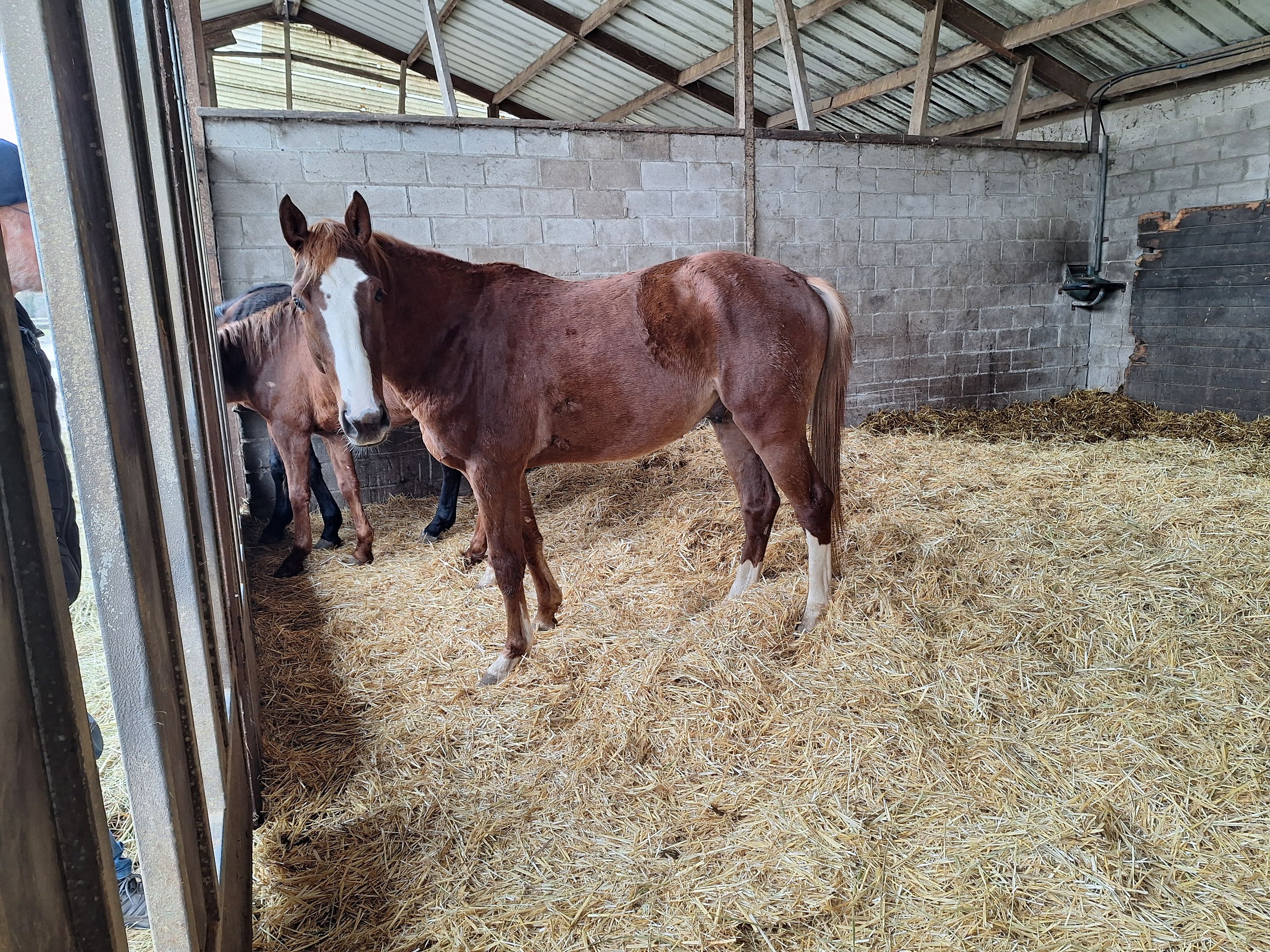 zangersheide springpaard hengst 4 years old vos for sale - Photo 2