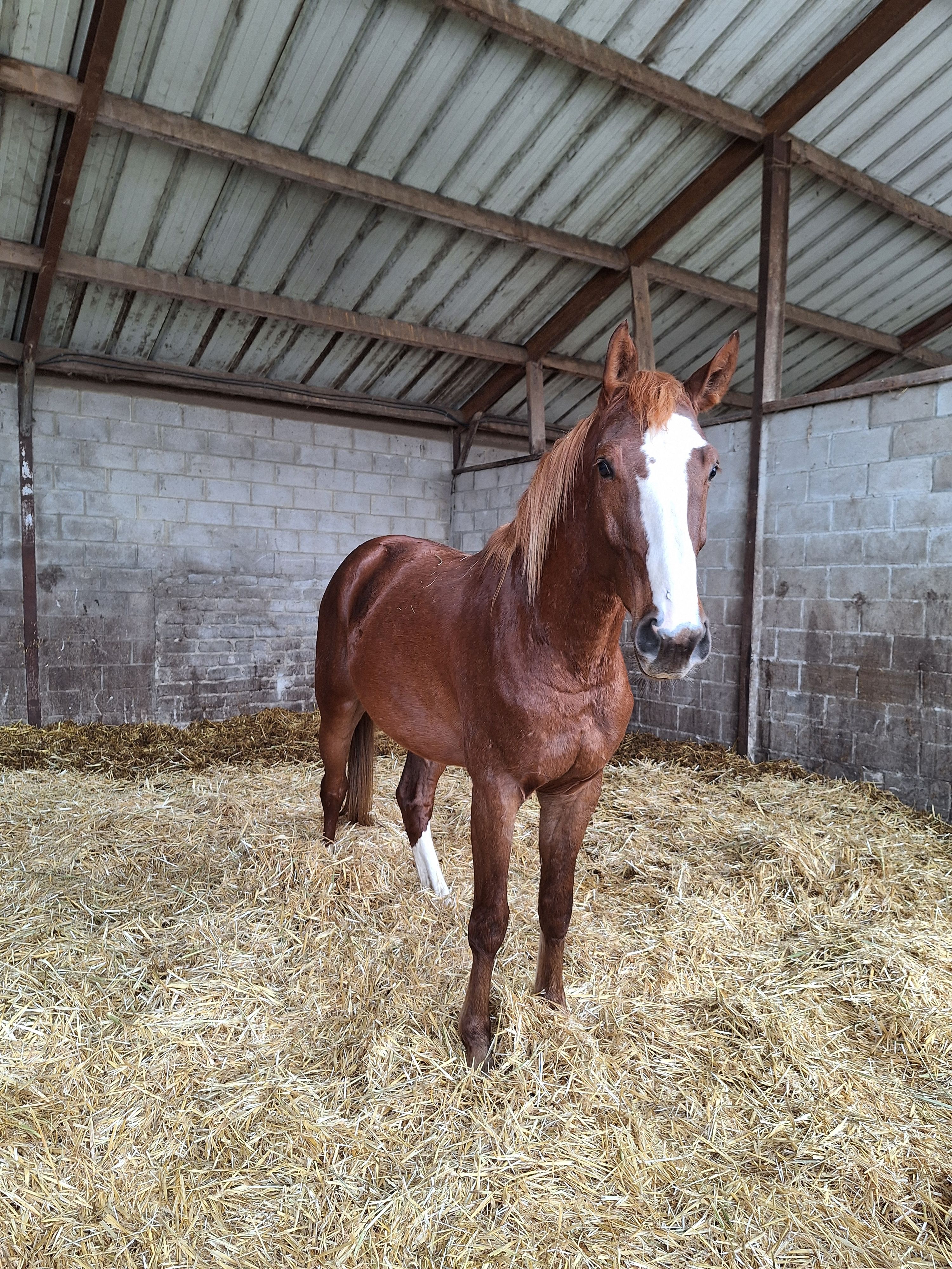 zangersheide springpaard hengst 4 years old vos for sale - Photo 3
