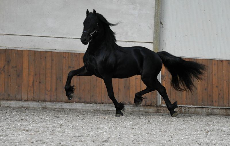 dressuurpaard hengst 3 ans zwart à vendre - Photo 3