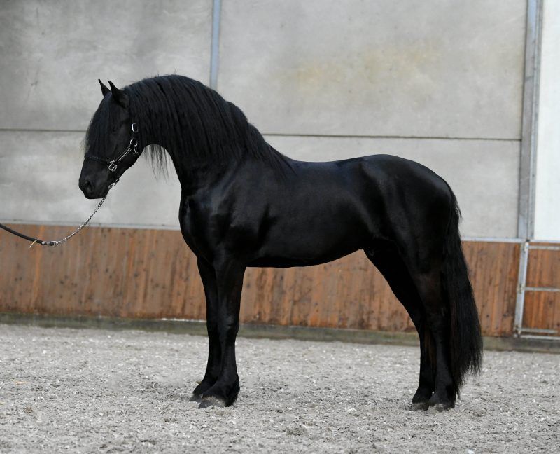 dressuurpaard hengst 3 ans zwart à vendre - Photo 6