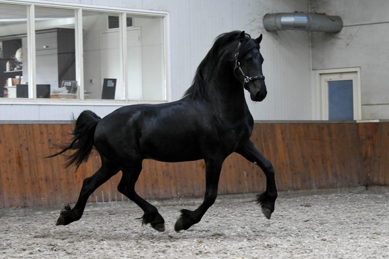 Great Ster stallion Ytsen