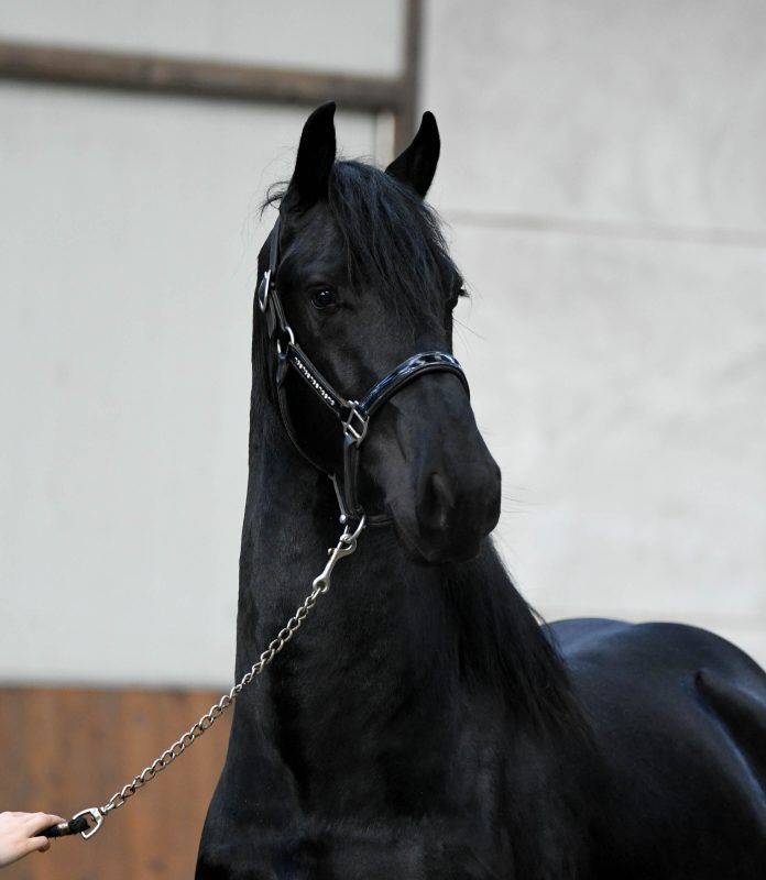 fries hengst 3 years old zwart for sale - Photo 3
