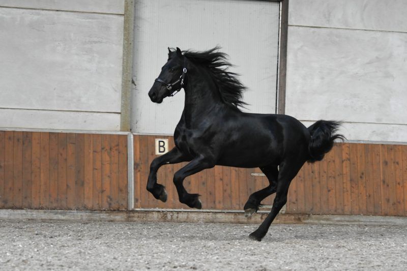 fries hengst 3 years old zwart for sale - Photo 2