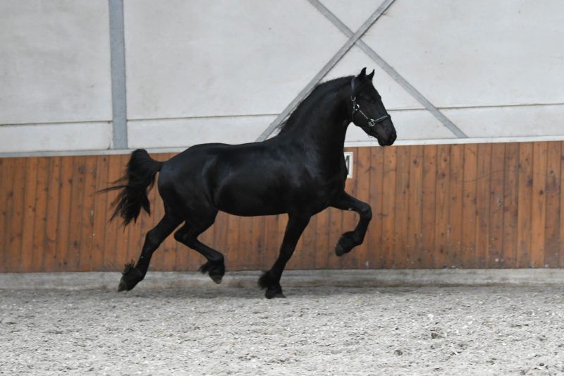 fries hengst 3 years old zwart for sale - Photo 5