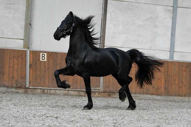 fries hengst 3 years old zwart for sale - Photo 4