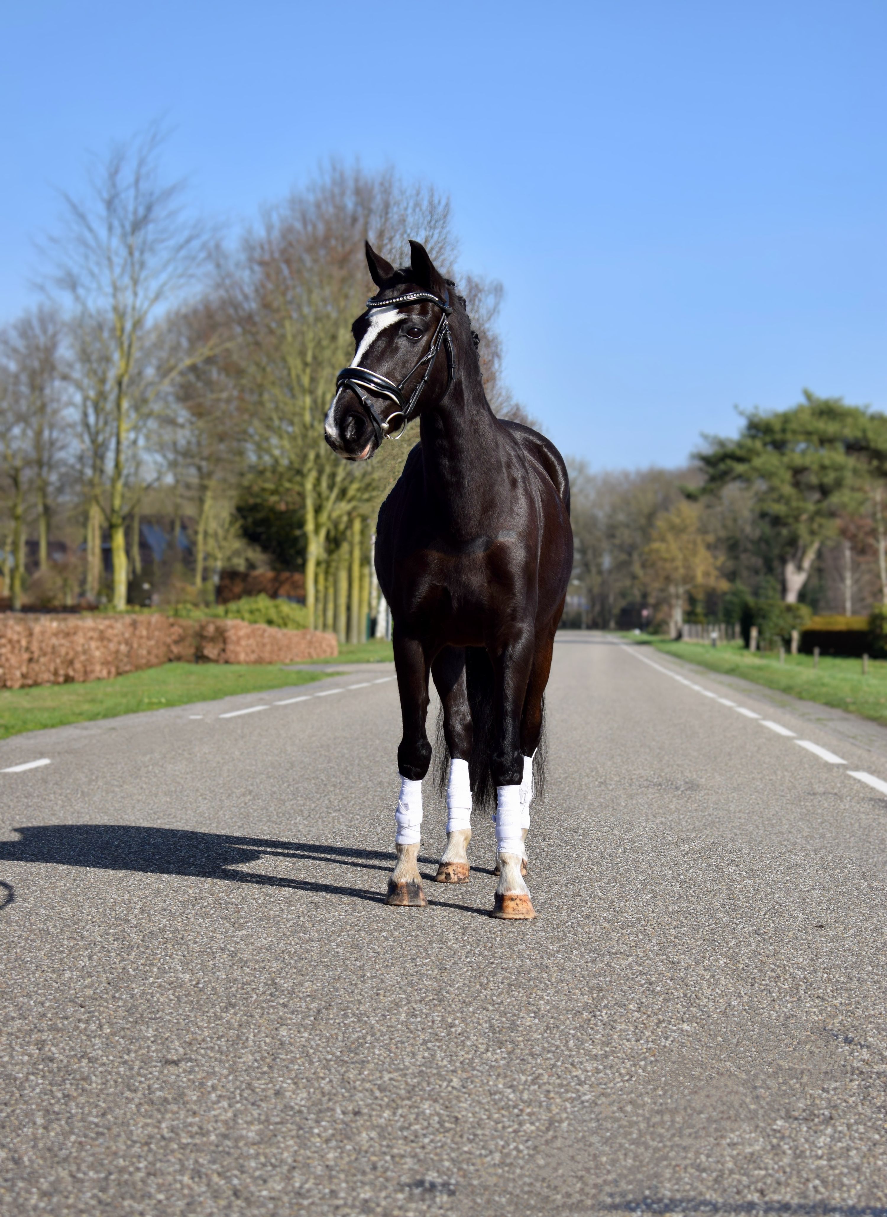 Jument Welsh-B, Poney Hunter