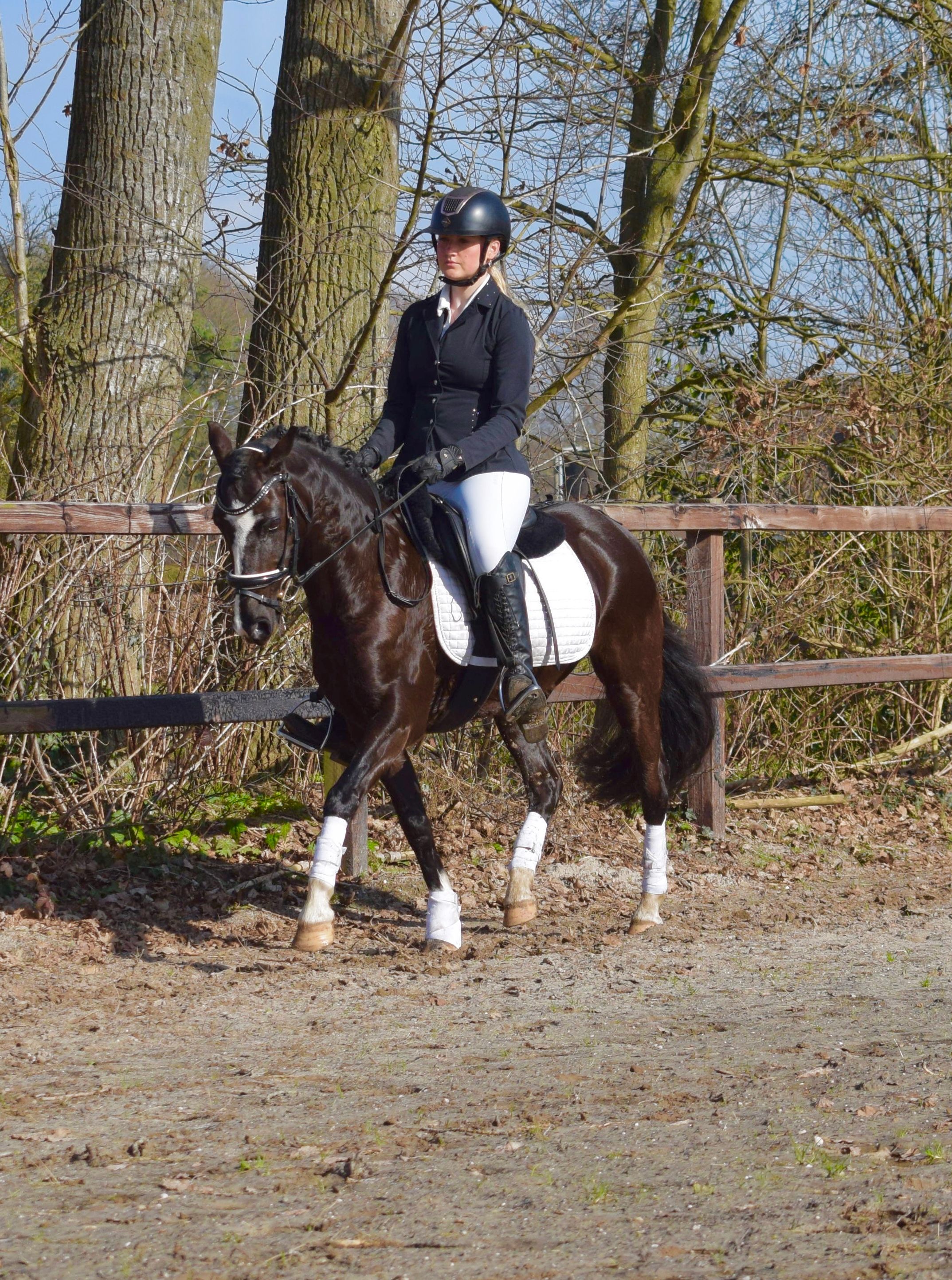 hunting-pony merrie 14 years old zwart for sale - Photo 4