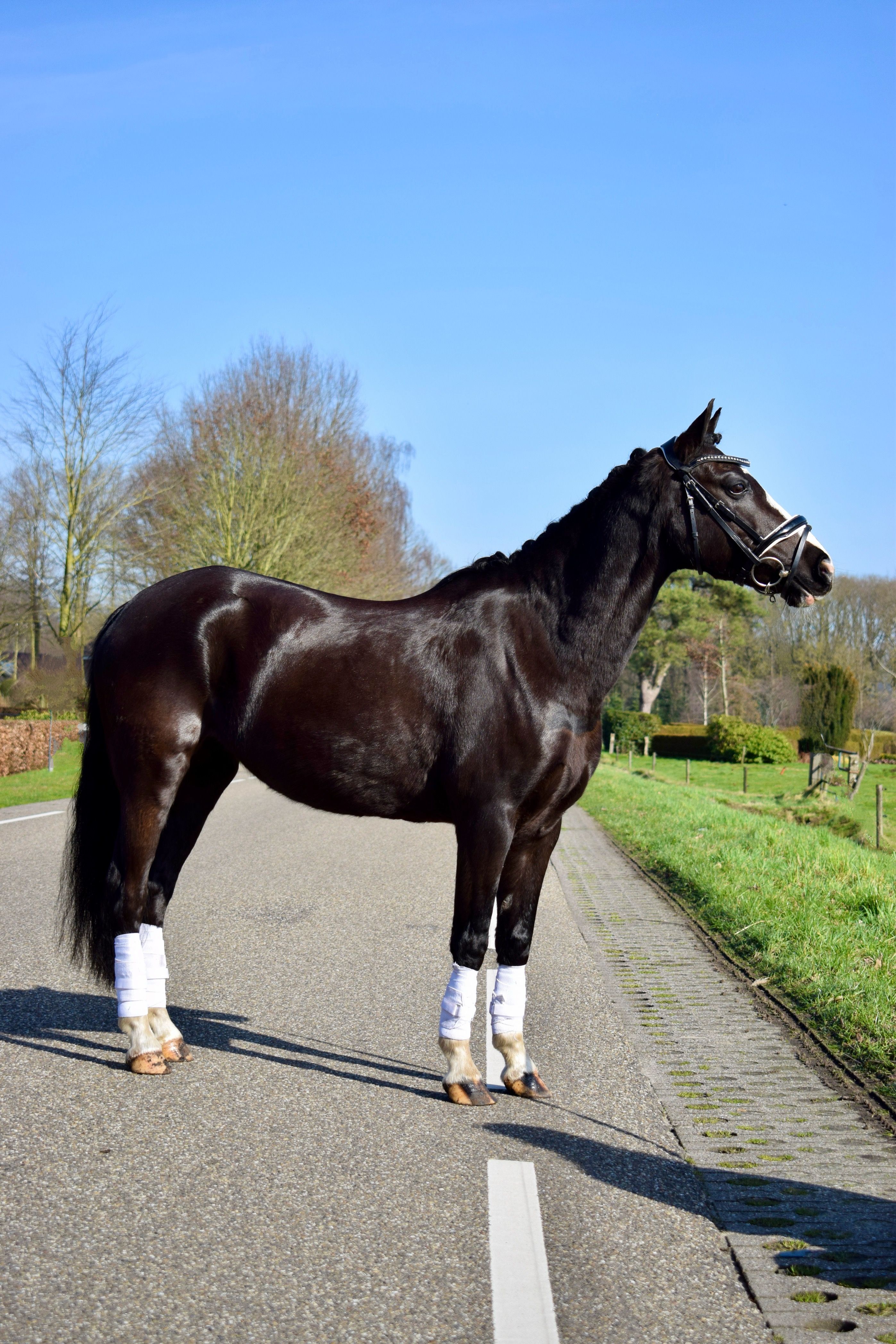 hunting-pony merrie 14 years old zwart for sale - Photo 3