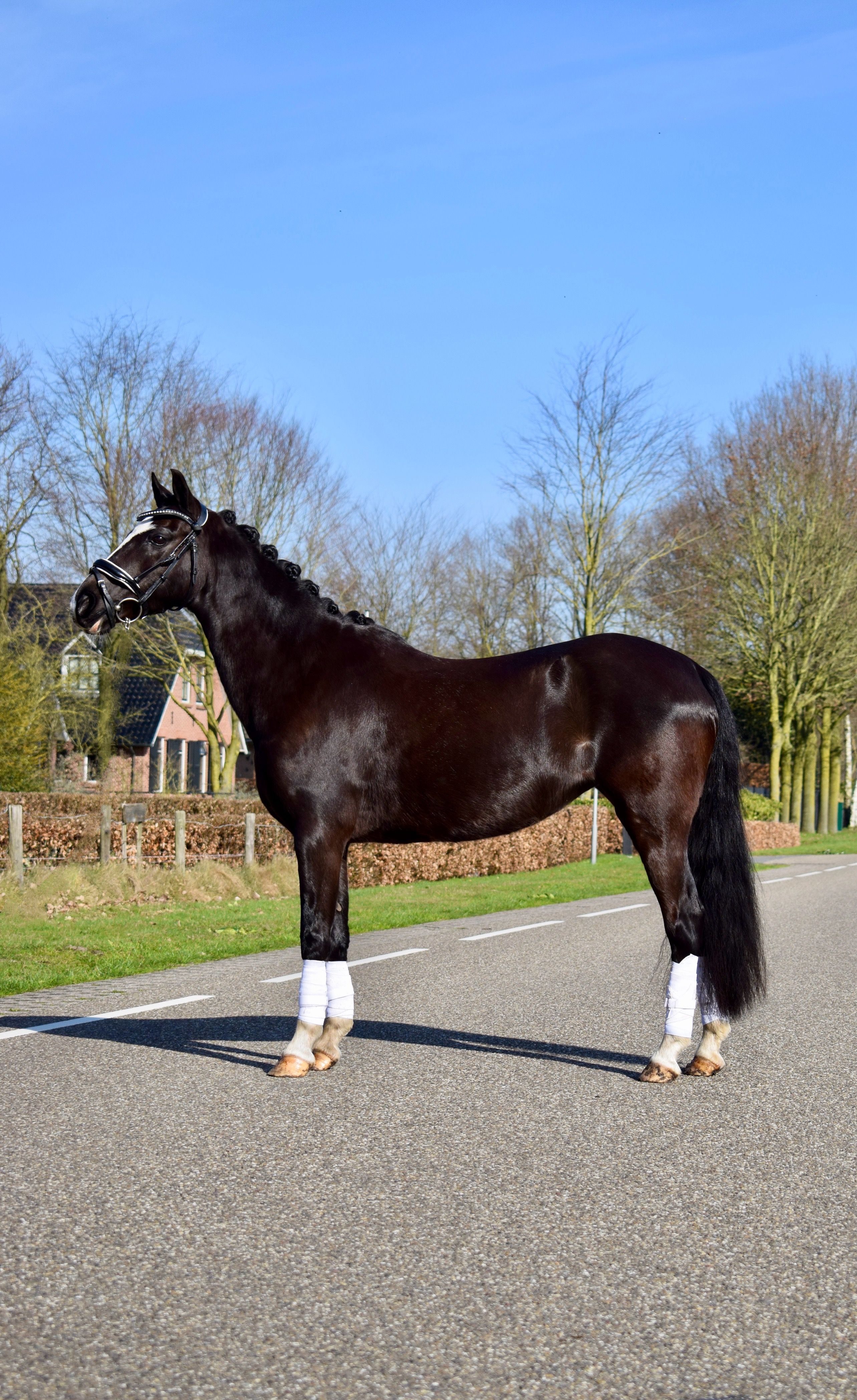 hunting-pony merrie 14 years old zwart for sale - Photo 2