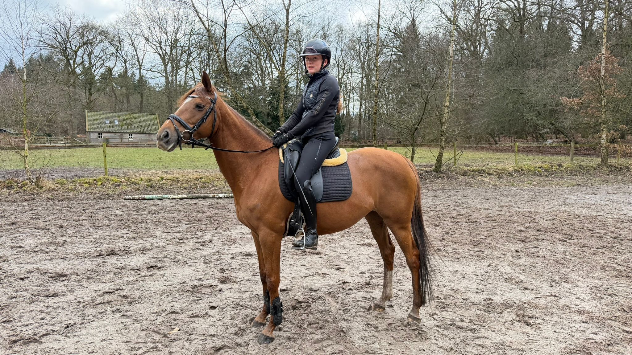 irish allround-pony merrie 9 歳 vos 売り出し中 - 写真 2