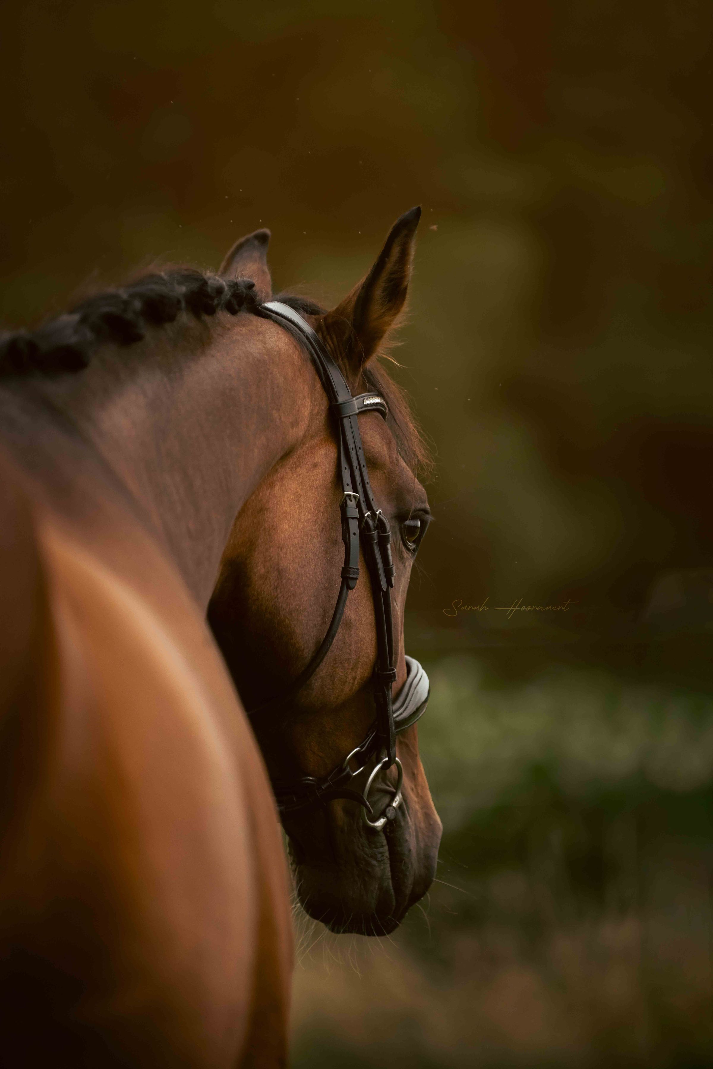 Reliable dressage gelding