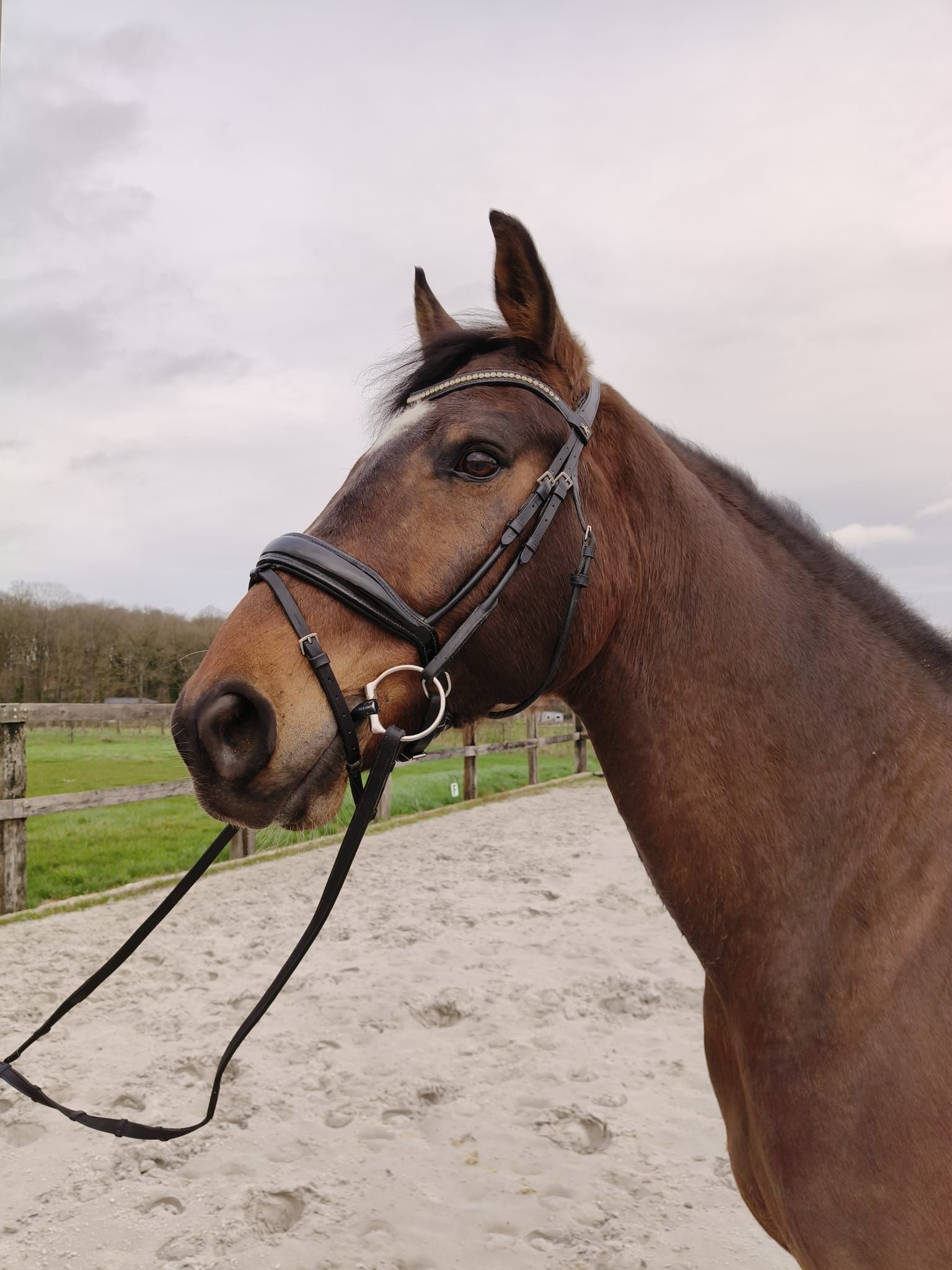 westfalen dressuurpaard ruin 12 years old bruin for sale - Photo 4