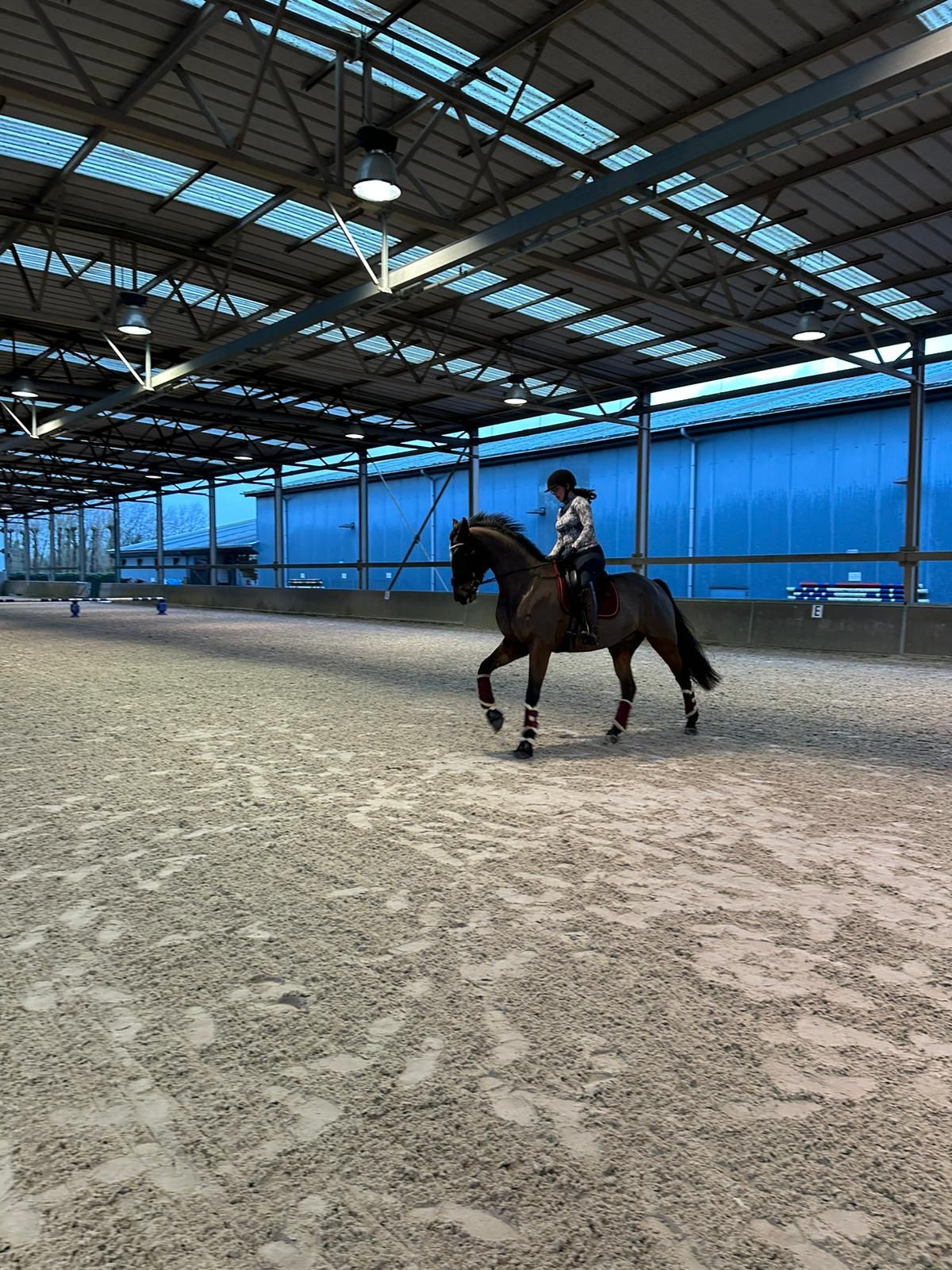 westfalen dressuurpaard ruin 12 years old bruin for sale - Photo 2