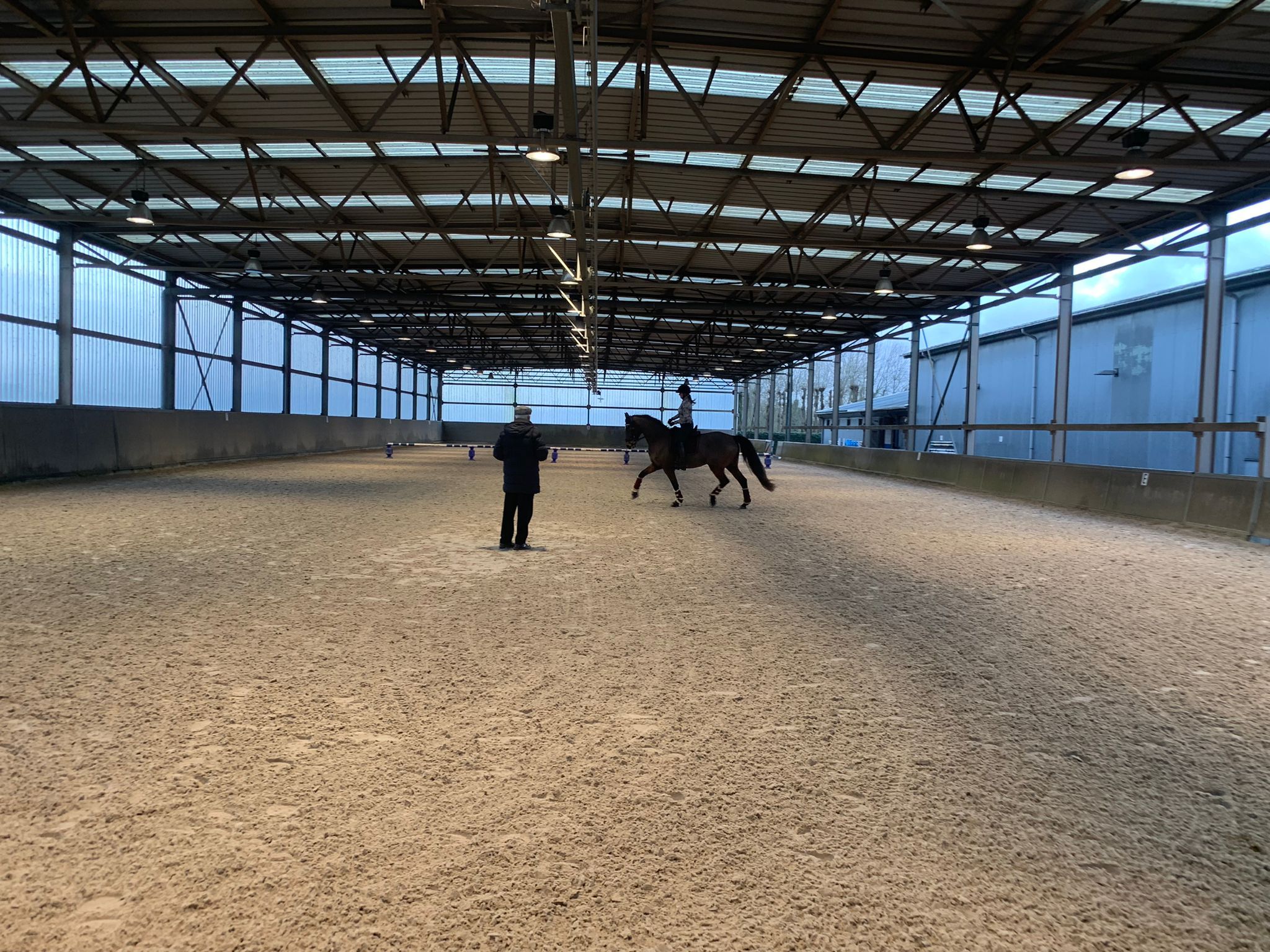 westfalen dressuurpaard ruin 12 years old bruin for sale - Photo 3