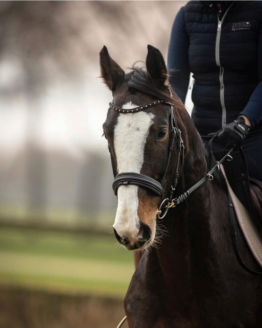 Wanted: 5–10-year-old show jumper