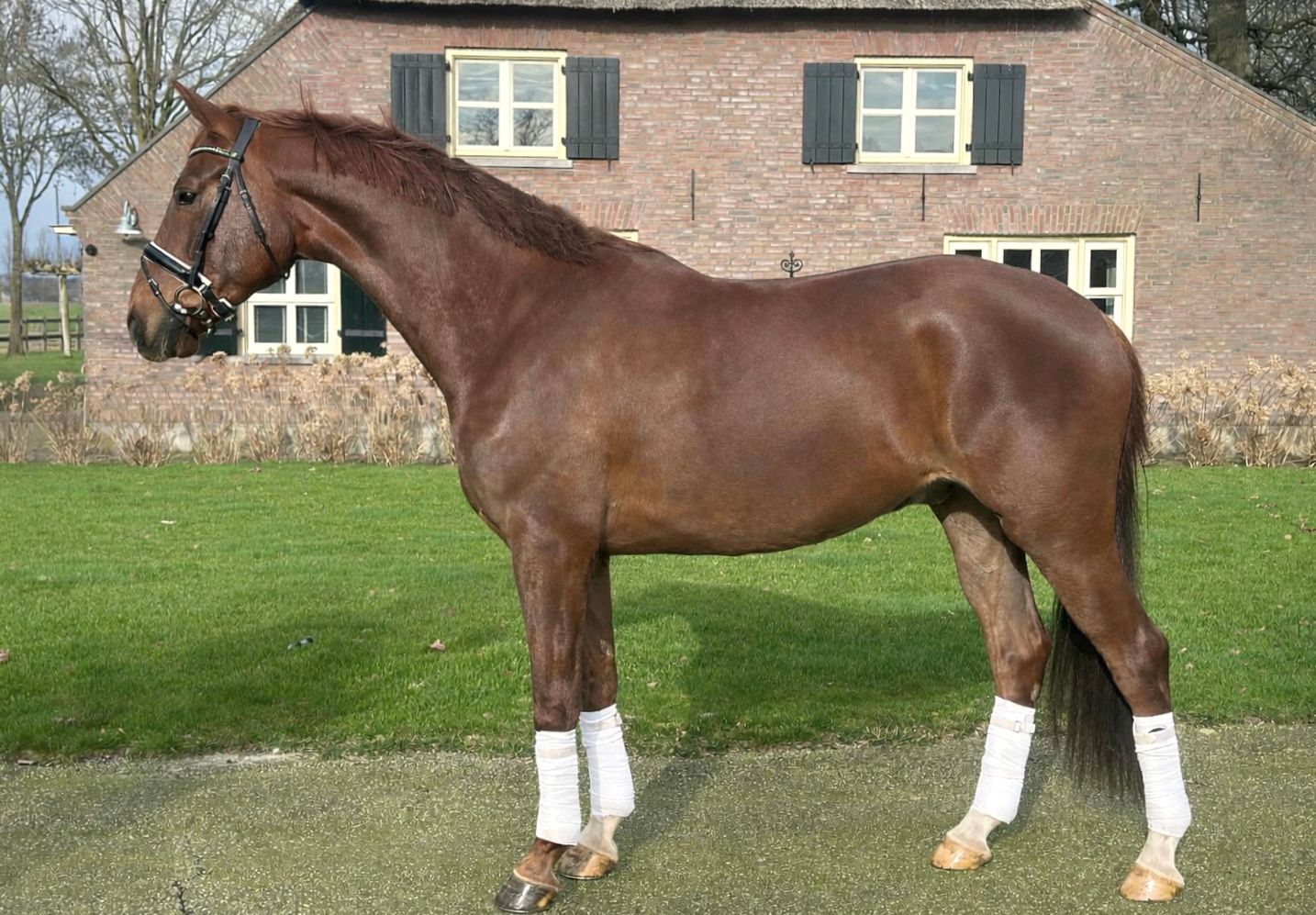 Jonge dressuurpaarden