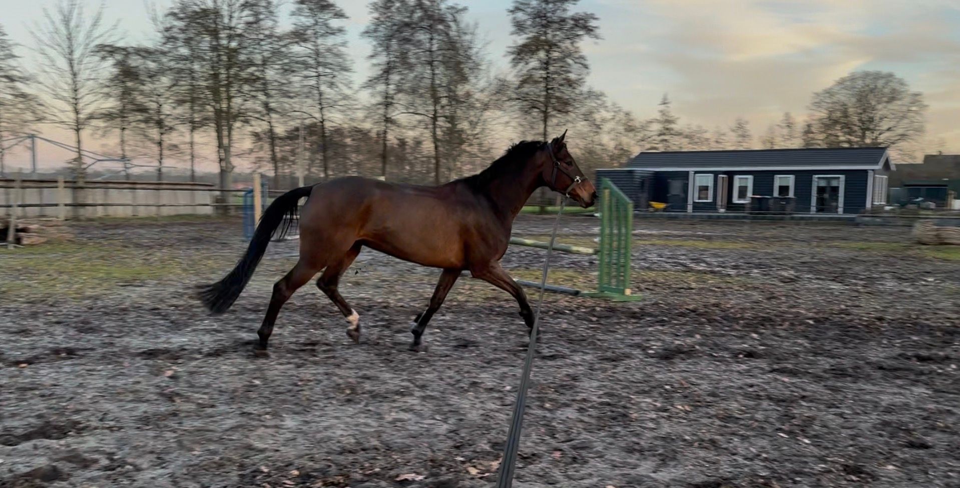 kwpn springpaard merrie 6 سنوات donkerbruin للبيع - صورة 3