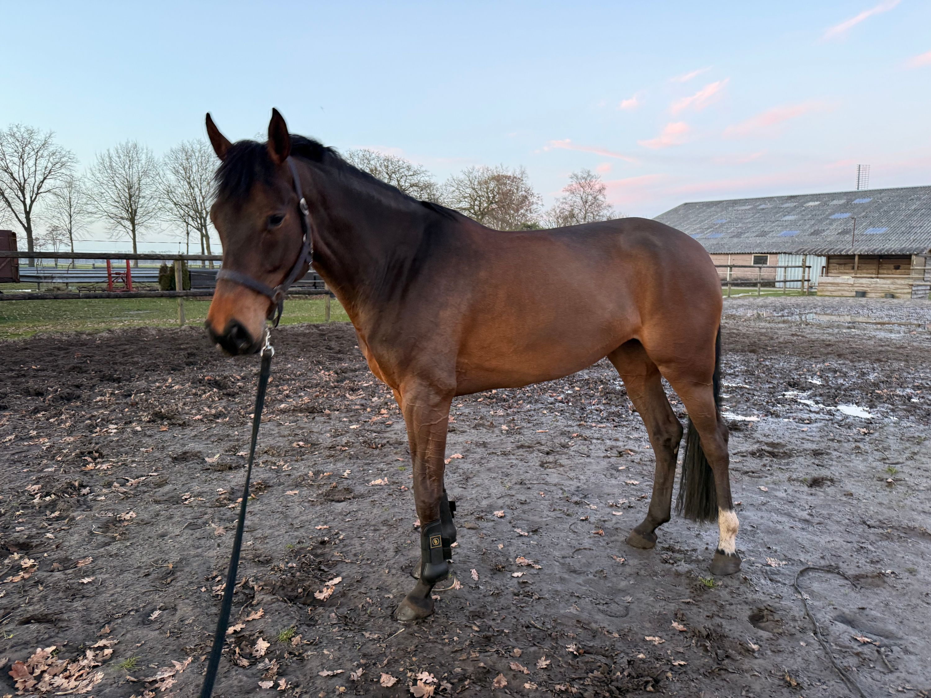 kwpn springpaard merrie 6 سنوات donkerbruin للبيع - صورة 4