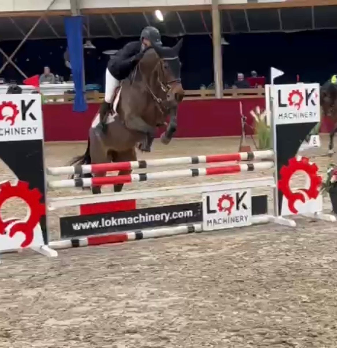 kwpn springpaard merrie 6 سنوات donkerbruin للبيع - صورة 2