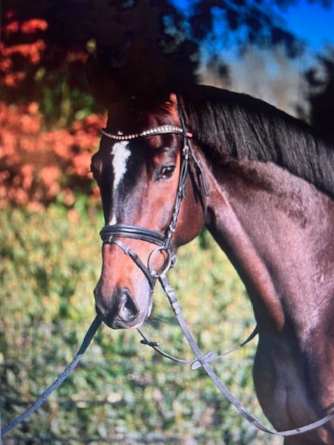kwpn eventingpaard ruin 5 years old donkerbruin for sale - Photo 3